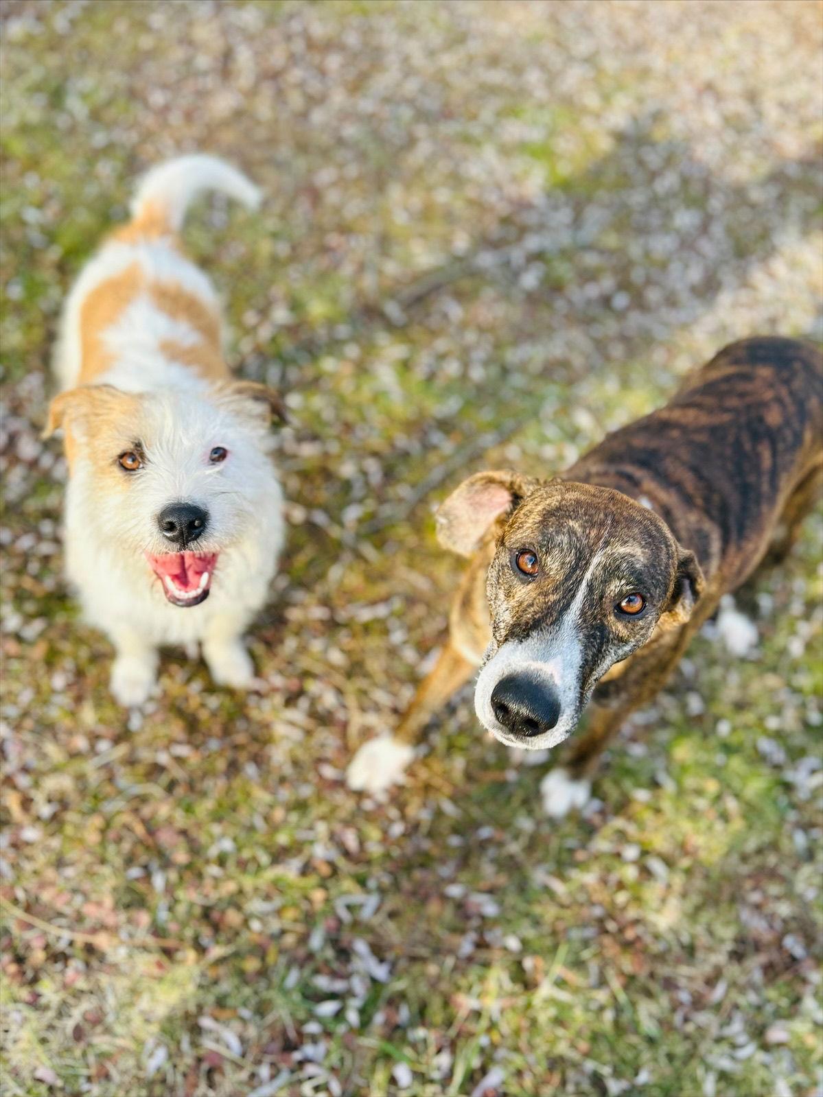 Enlarge Dexter, a Adoptable Wire Fox Terrier in Elizabethtown, PA image 3/3