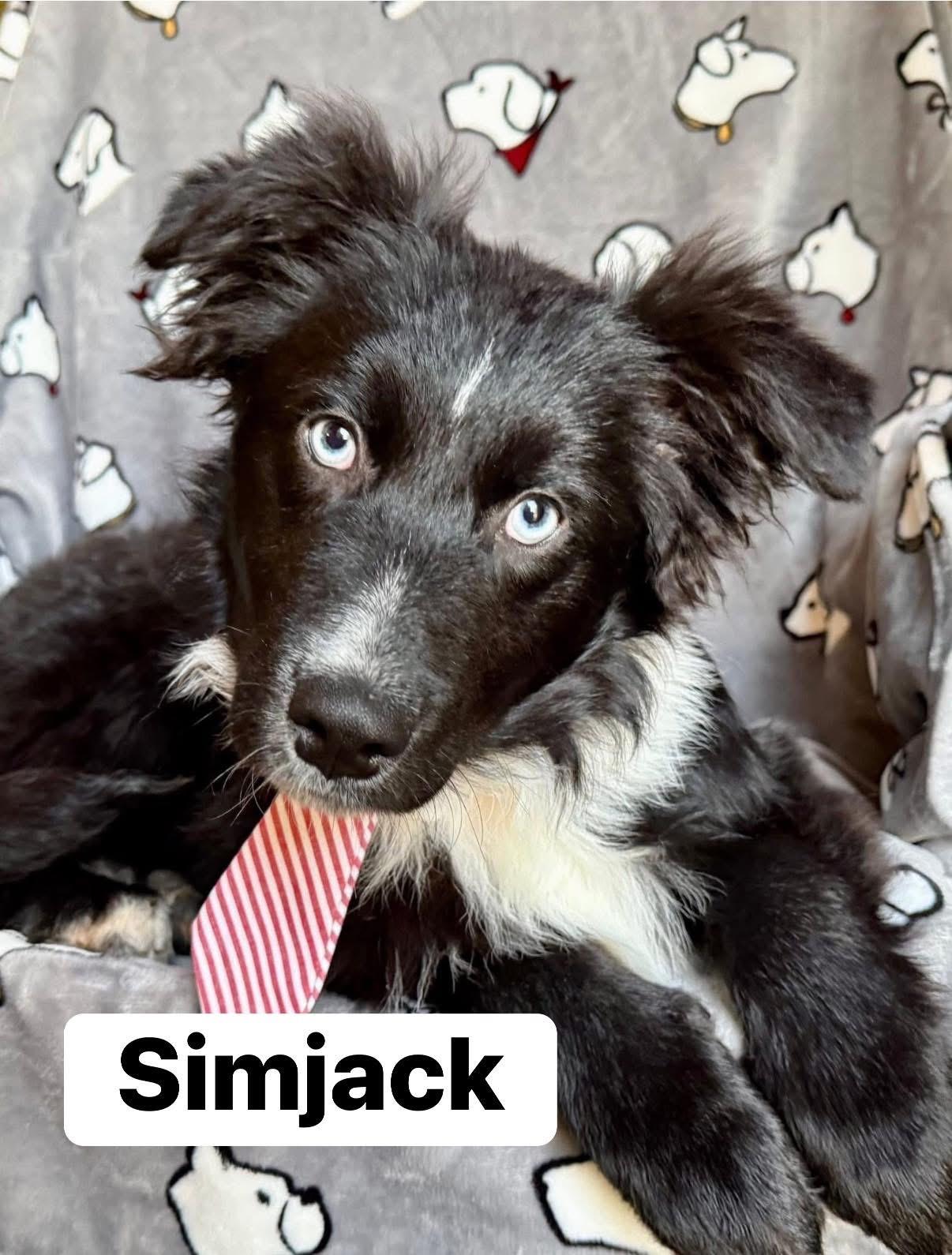 Slimjack , adopted, Young Male Border Collie.