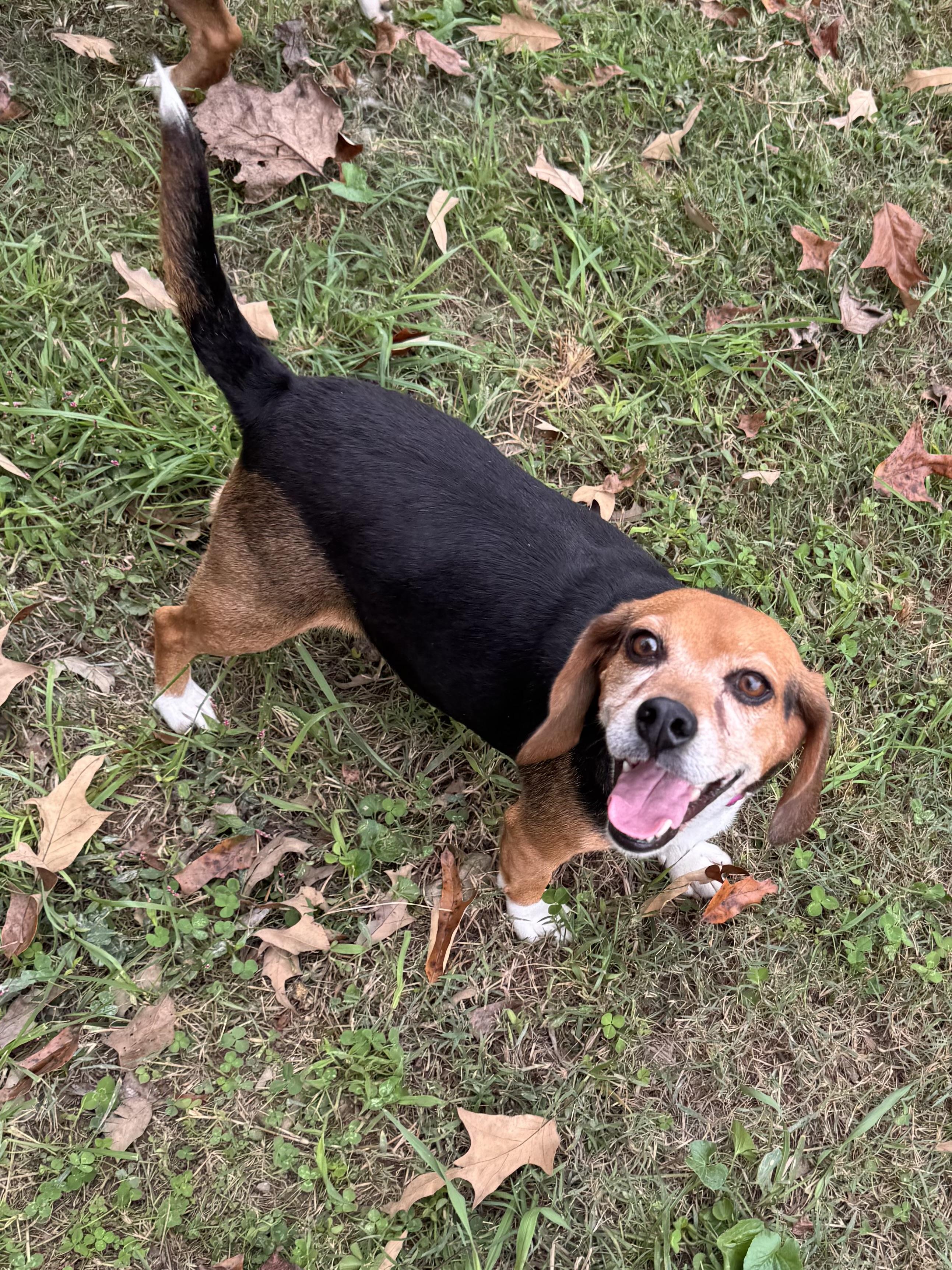 Enlarge Ruby, a Adoptable Beagle in Sequatchie, TN image 1/6