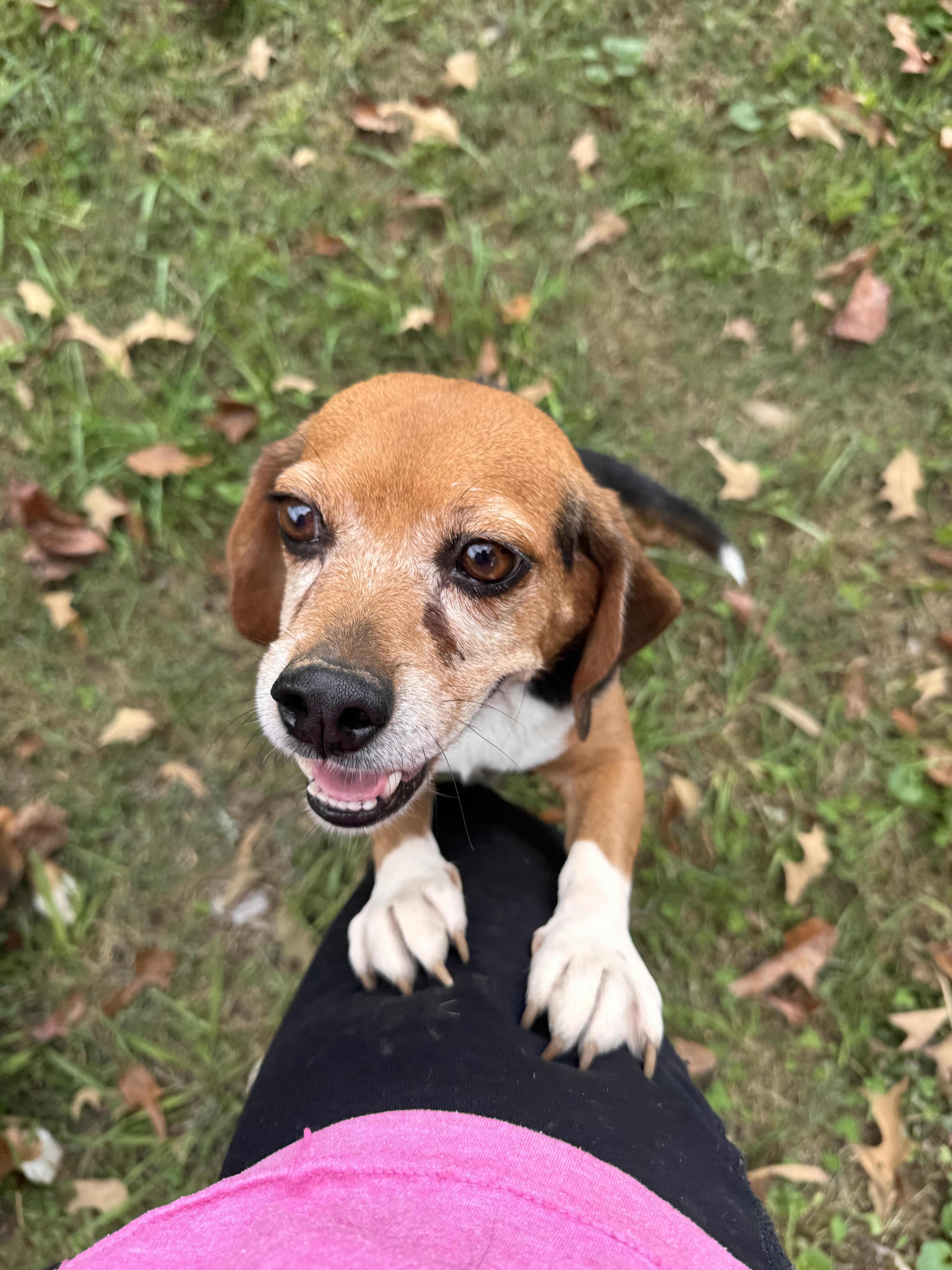 Enlarge Ruby, a Adoptable Beagle in Sequatchie, TN image 2/6