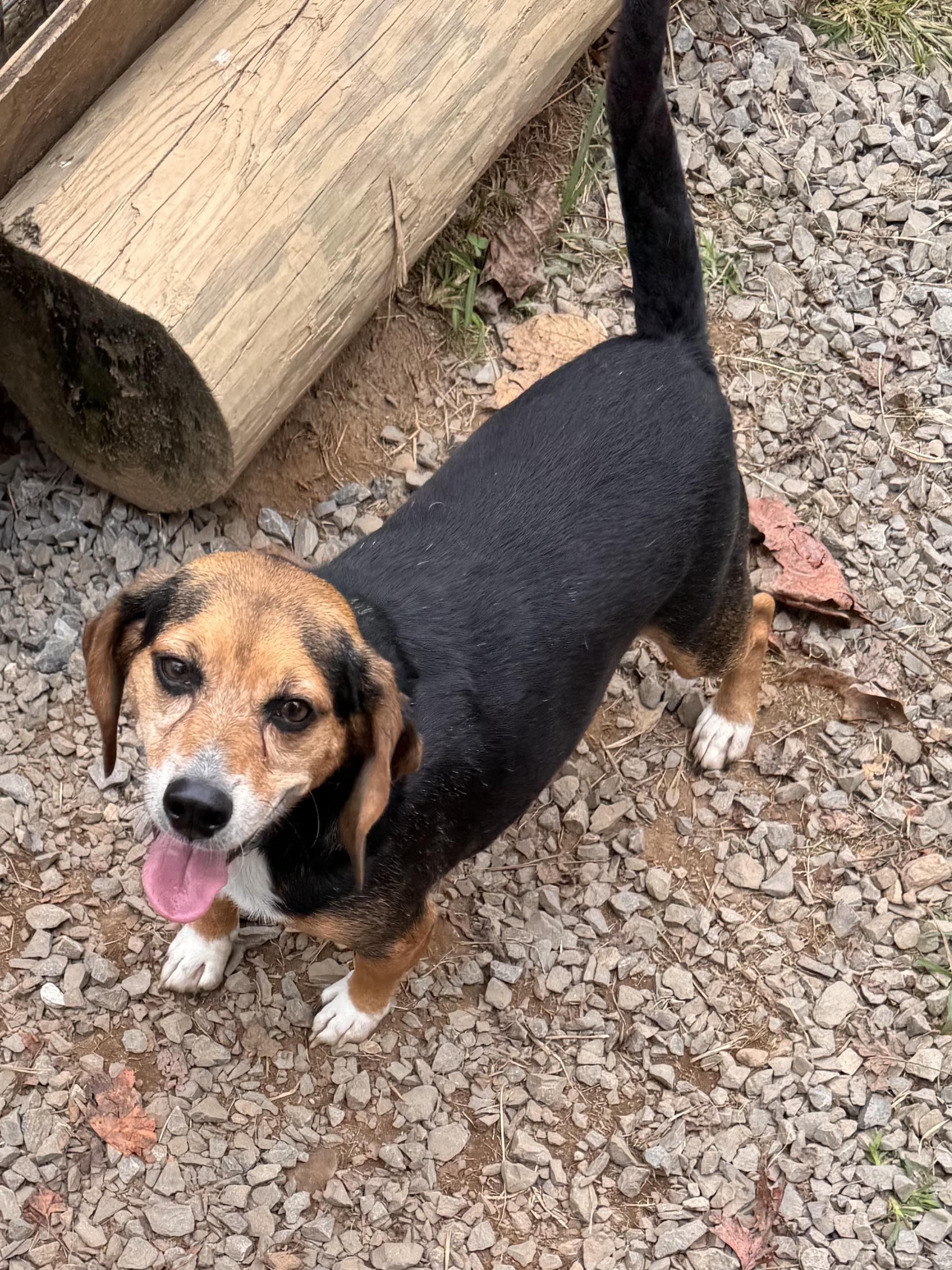 Enlarge Ruby, a Adoptable Beagle in Sequatchie, TN image 3/6