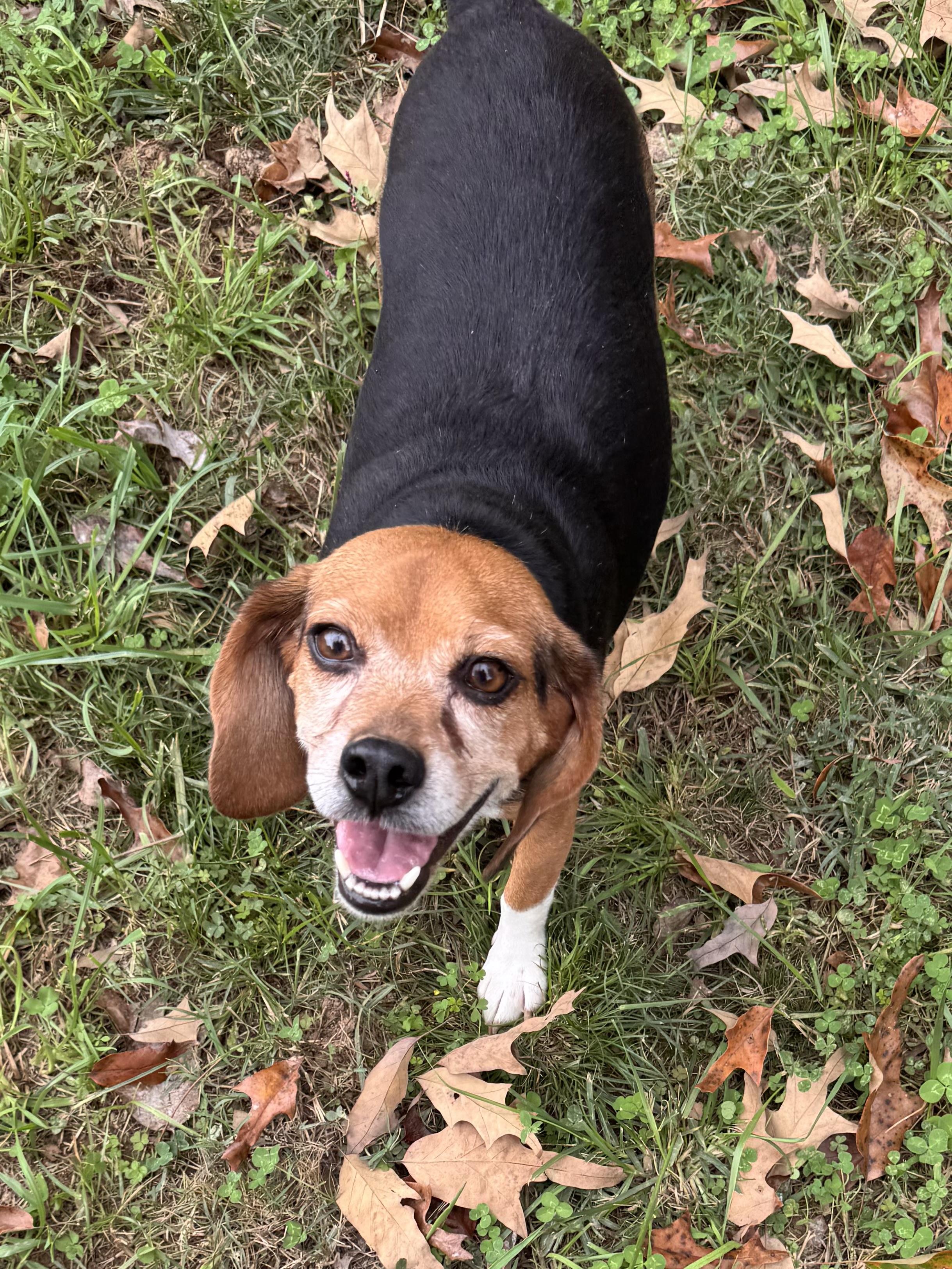 Enlarge Ruby, a Adoptable Beagle in Sequatchie, TN image 4/6