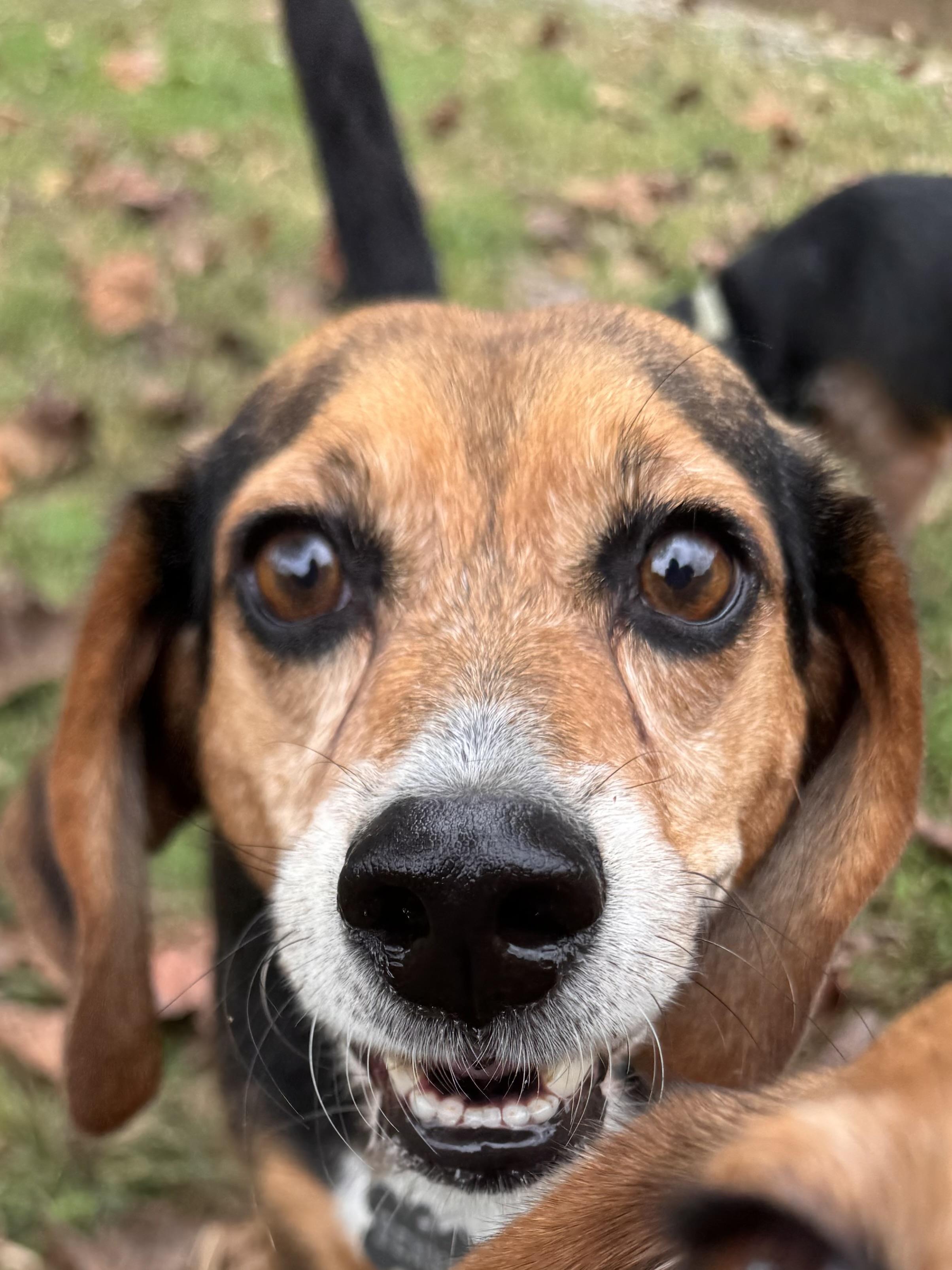 Enlarge Ruby, a Adoptable Beagle in Sequatchie, TN image 5/6