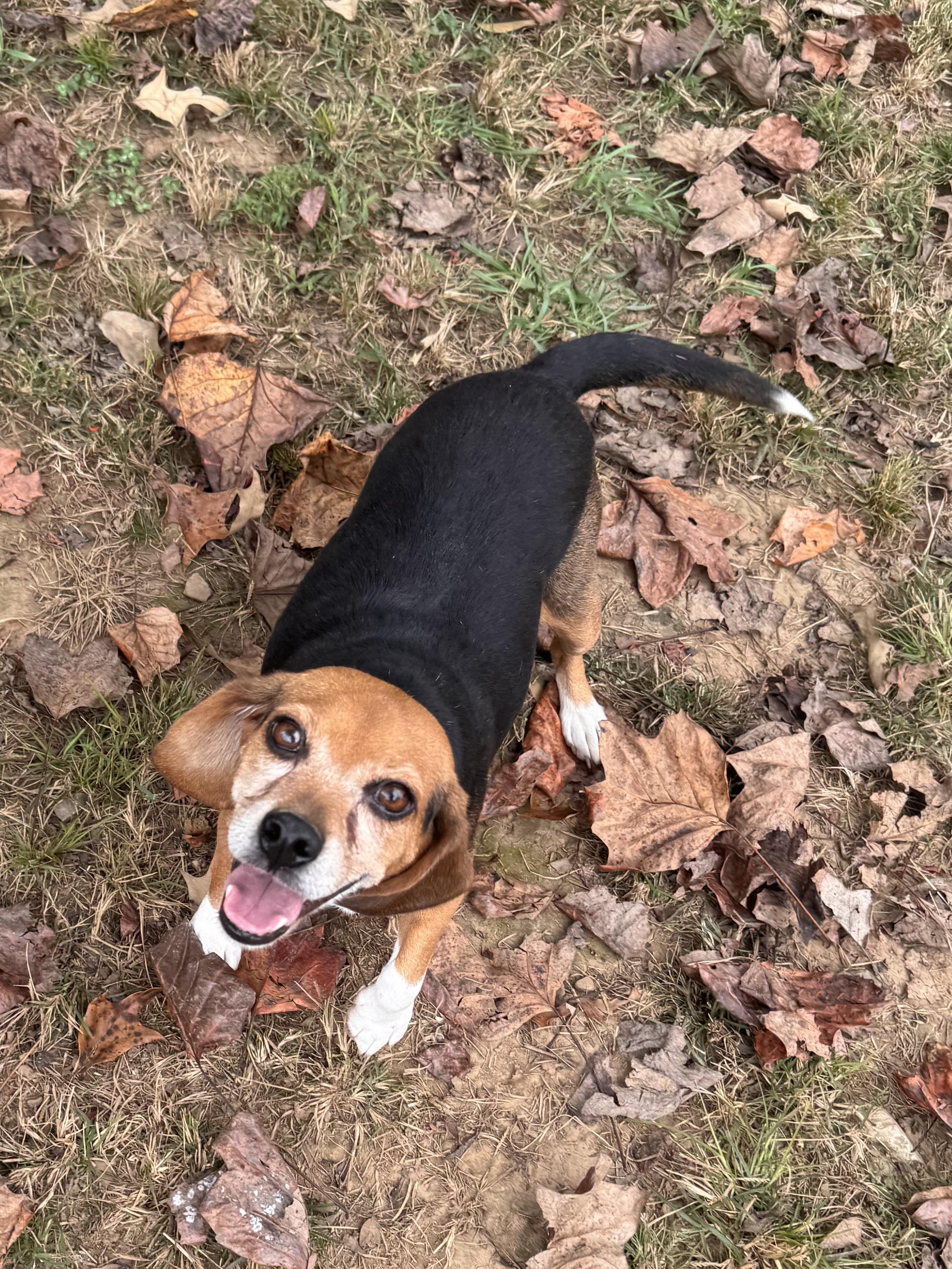 Enlarge Ruby, a Adoptable Beagle in Sequatchie, TN image 6/6