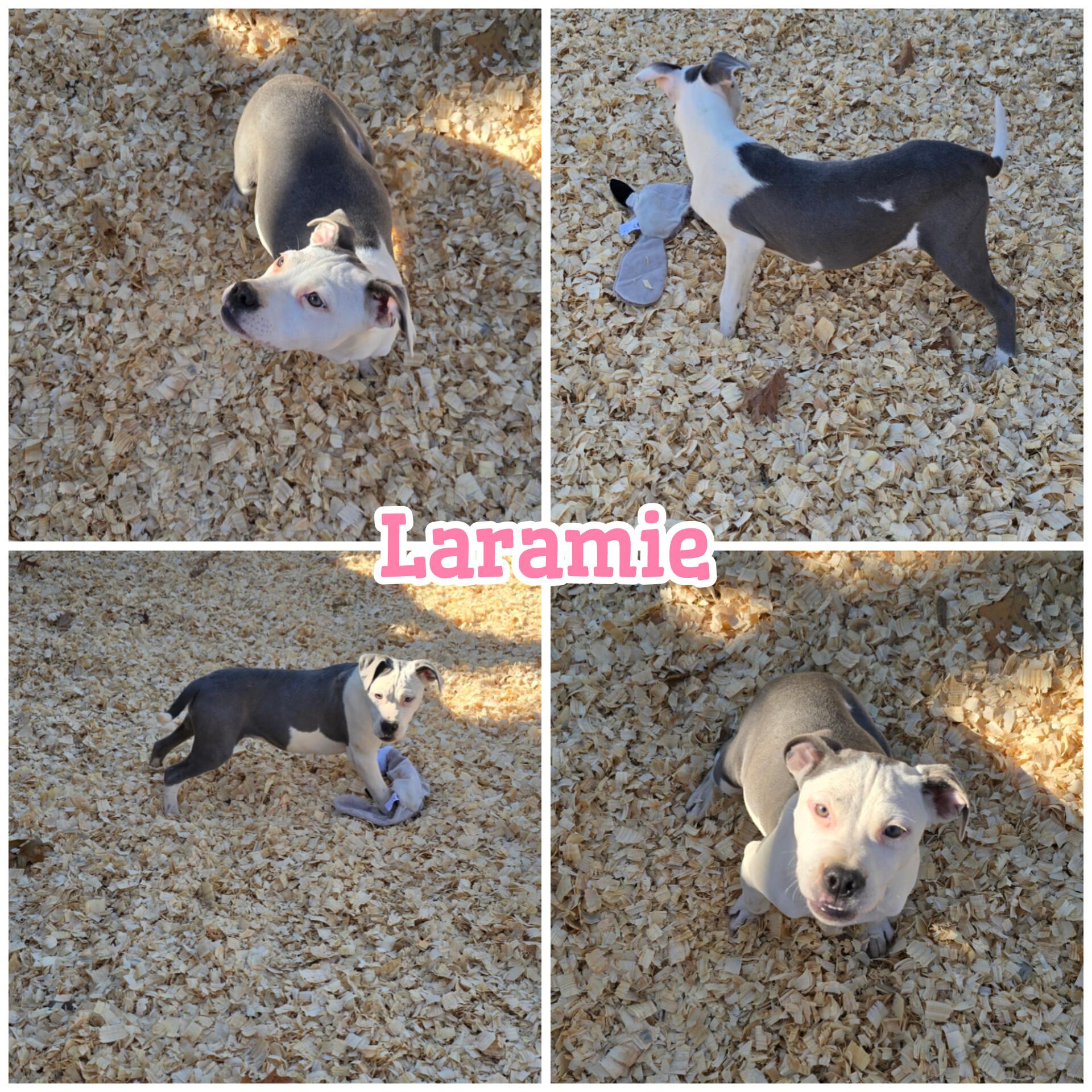 Enlarge Laramie * Waived Fee Possible, a Adoptable mixed breed in Vicksburg, MS image 3/4