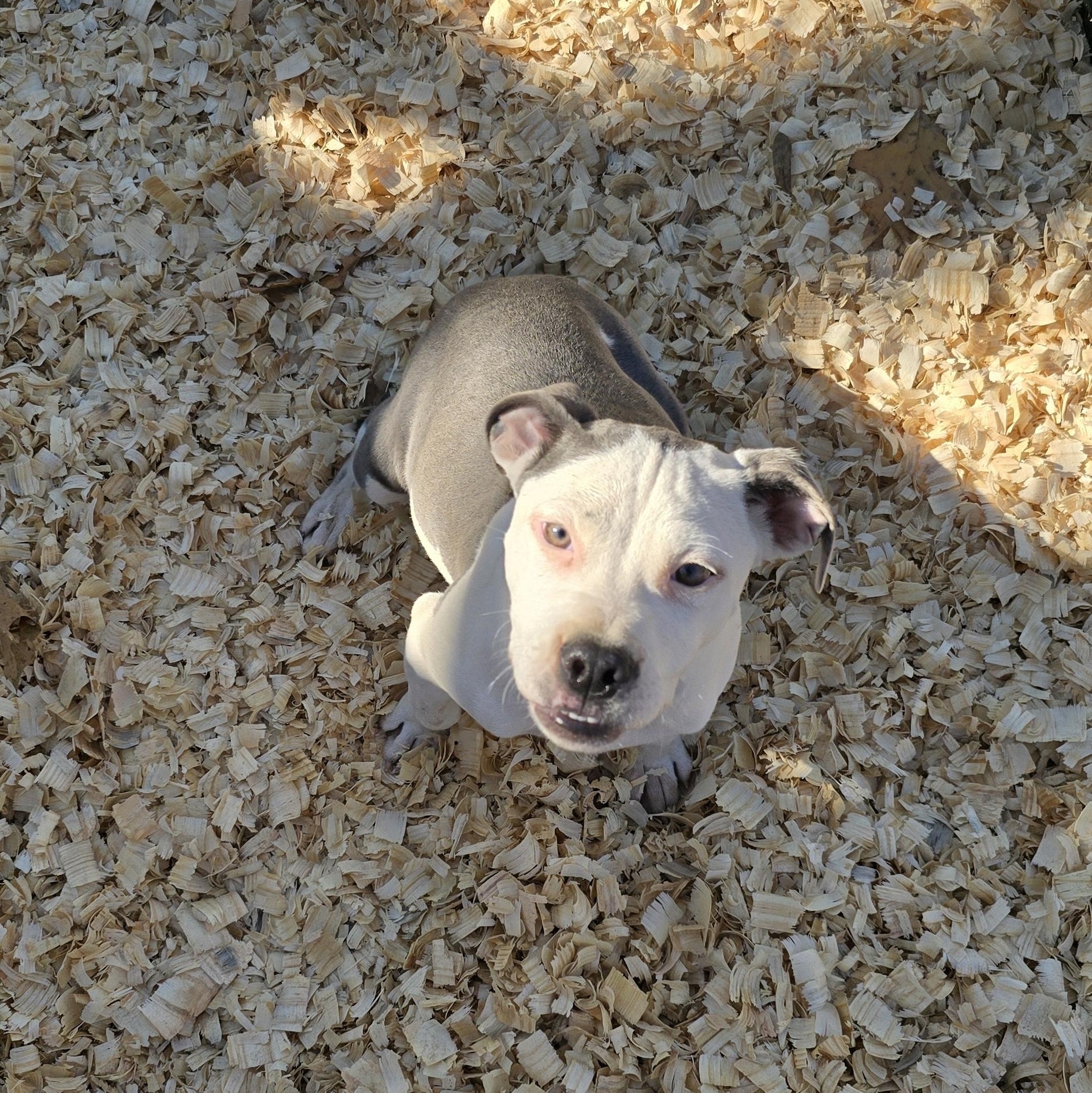 Enlarge Laramie * Waived Fee Possible, a Adoptable mixed breed in Vicksburg, MS image 1/4