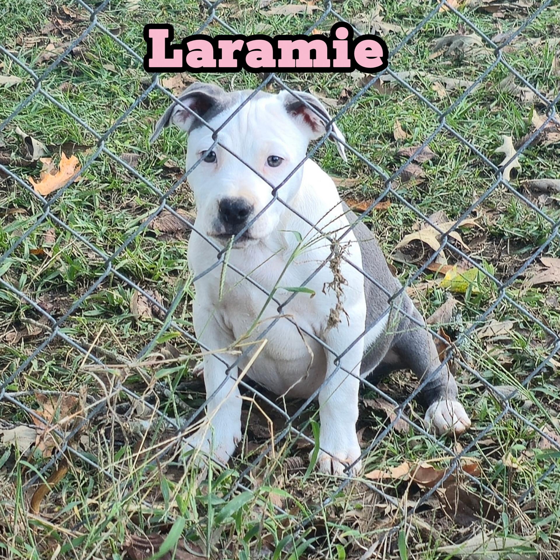 Enlarge Laramie * Waived Fee Possible, a Adoptable mixed breed in Vicksburg, MS image 4/4