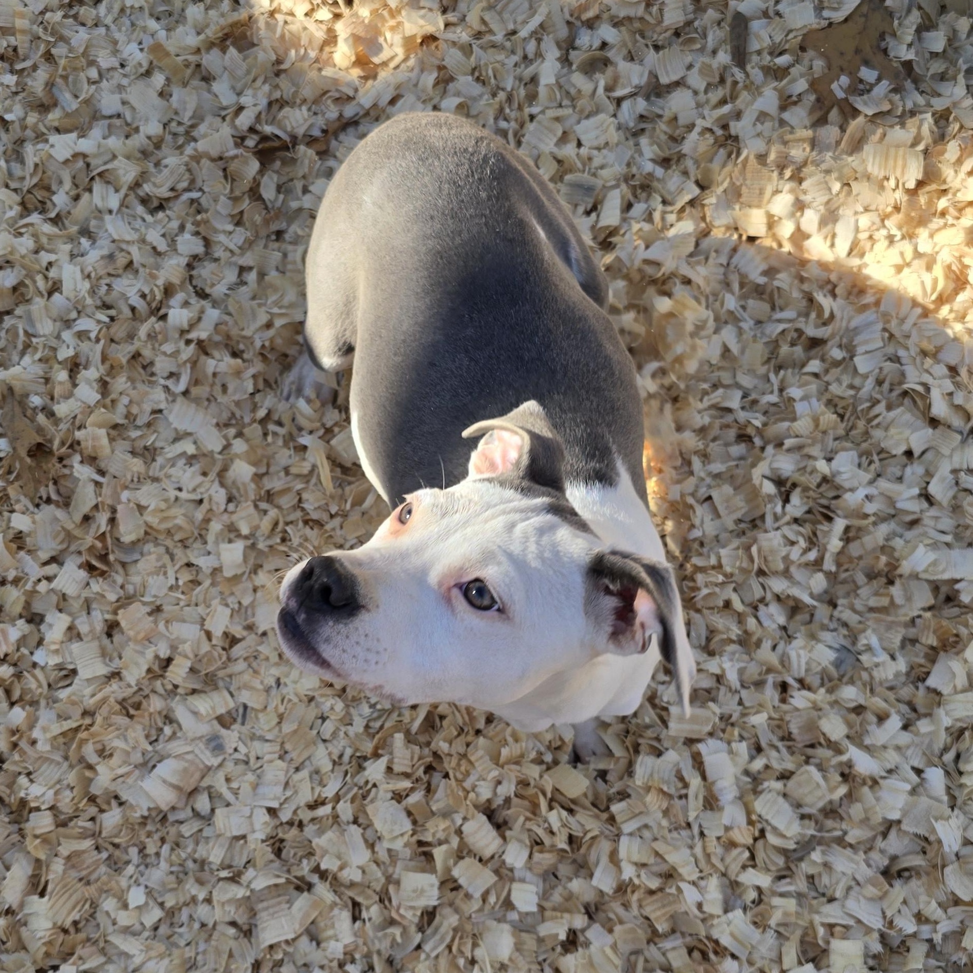 Enlarge Laramie * Waived Fee Possible, a Adoptable mixed breed in Vicksburg, MS image 2/4