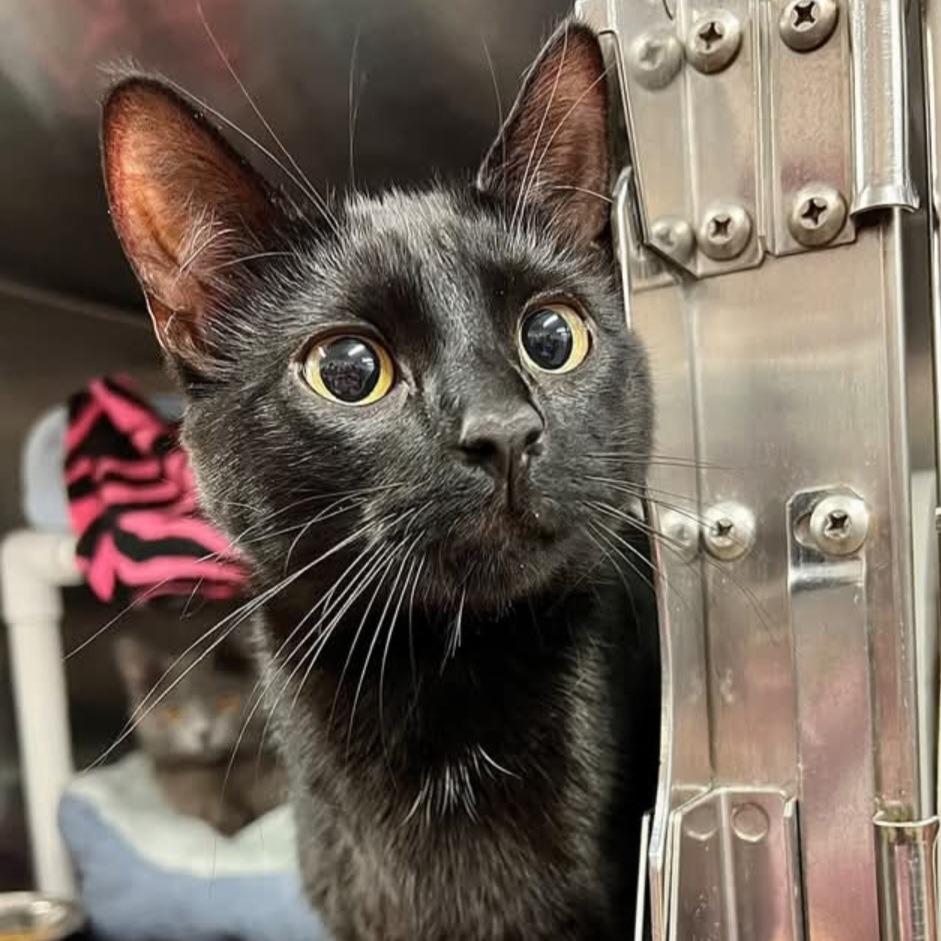 Enlarge Erza, a Adoptable Domestic Short Hair in Frederick, MD image 1/1