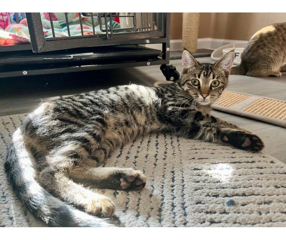 Nigel, Adoptable, Young Male Domestic Short Hair.