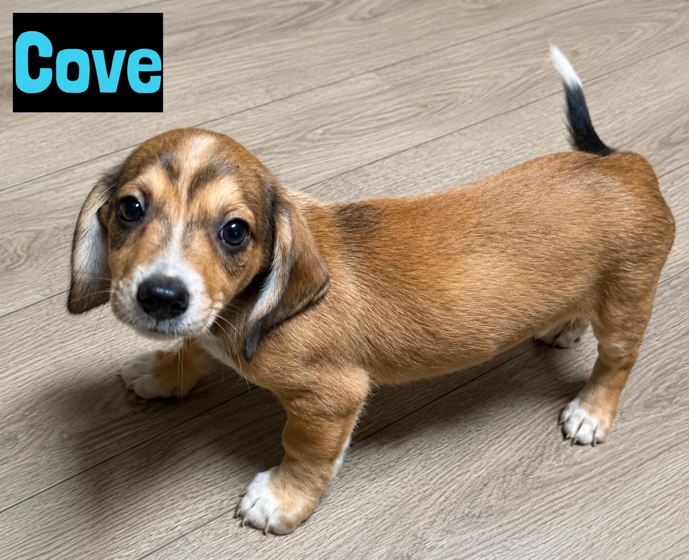 Enlarge Cove, an adopted mixed breed in Grand Rapids, MI image 1/1