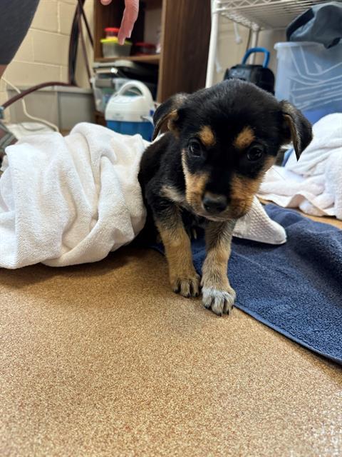 ZUKO, Adoptable, Puppy Male Australian Cattle Dog / Blue Heeler & Mixed Breed.