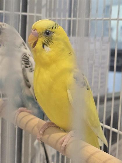 Enlarge Niall, a Adoptable mixed breed in Montreal, QC image 1/1