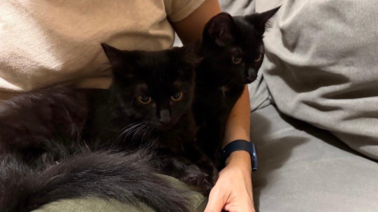 Enlarge Sabrina, a Adoptable Domestic Short Hair in Portland, OR image 1/6