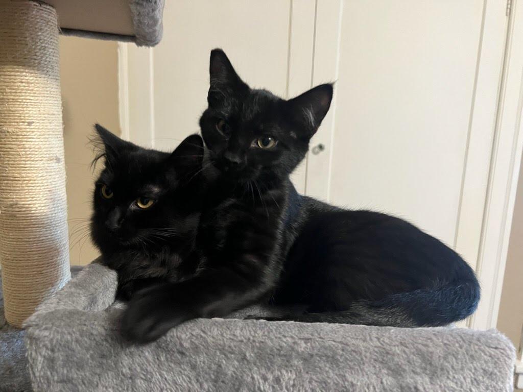 Enlarge Sabrina, a Adoptable Domestic Short Hair in Portland, OR image 2/6