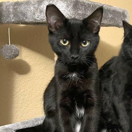 Enlarge Sabrina, a Adoptable Domestic Short Hair in Portland, OR image 3/6
