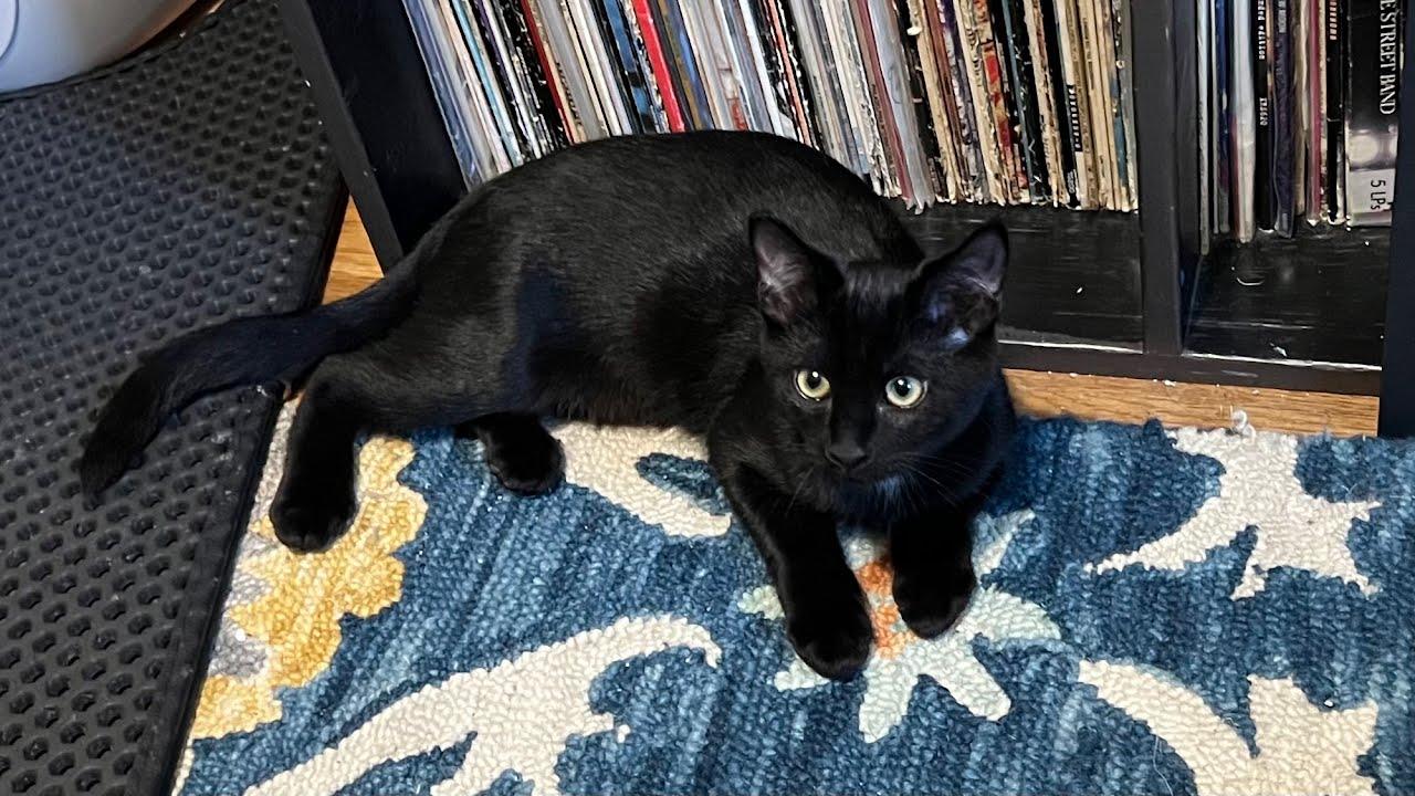 Enlarge Sabrina, a Adoptable Domestic Short Hair in Portland, OR image 4/6