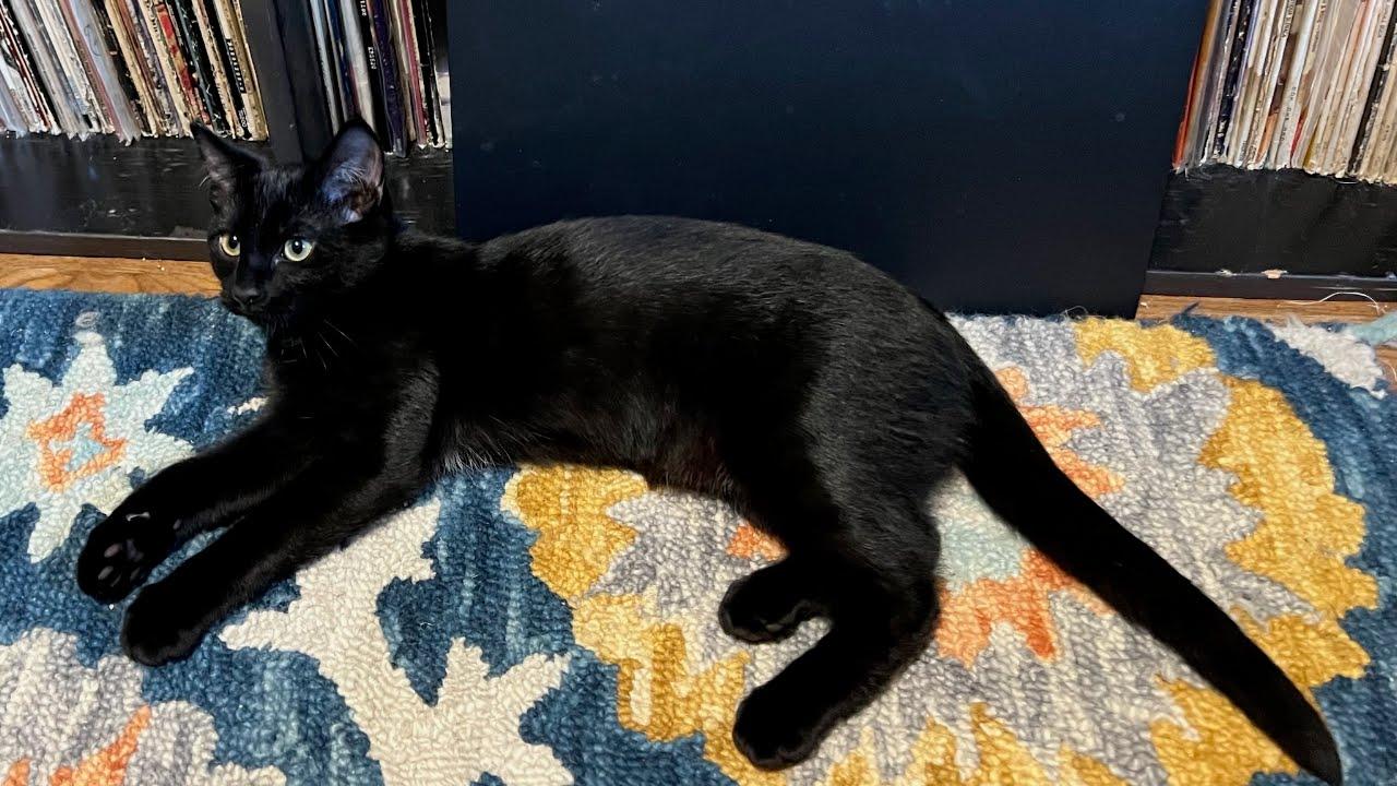 Enlarge Sabrina, a Adoptable Domestic Short Hair in Portland, OR image 5/6