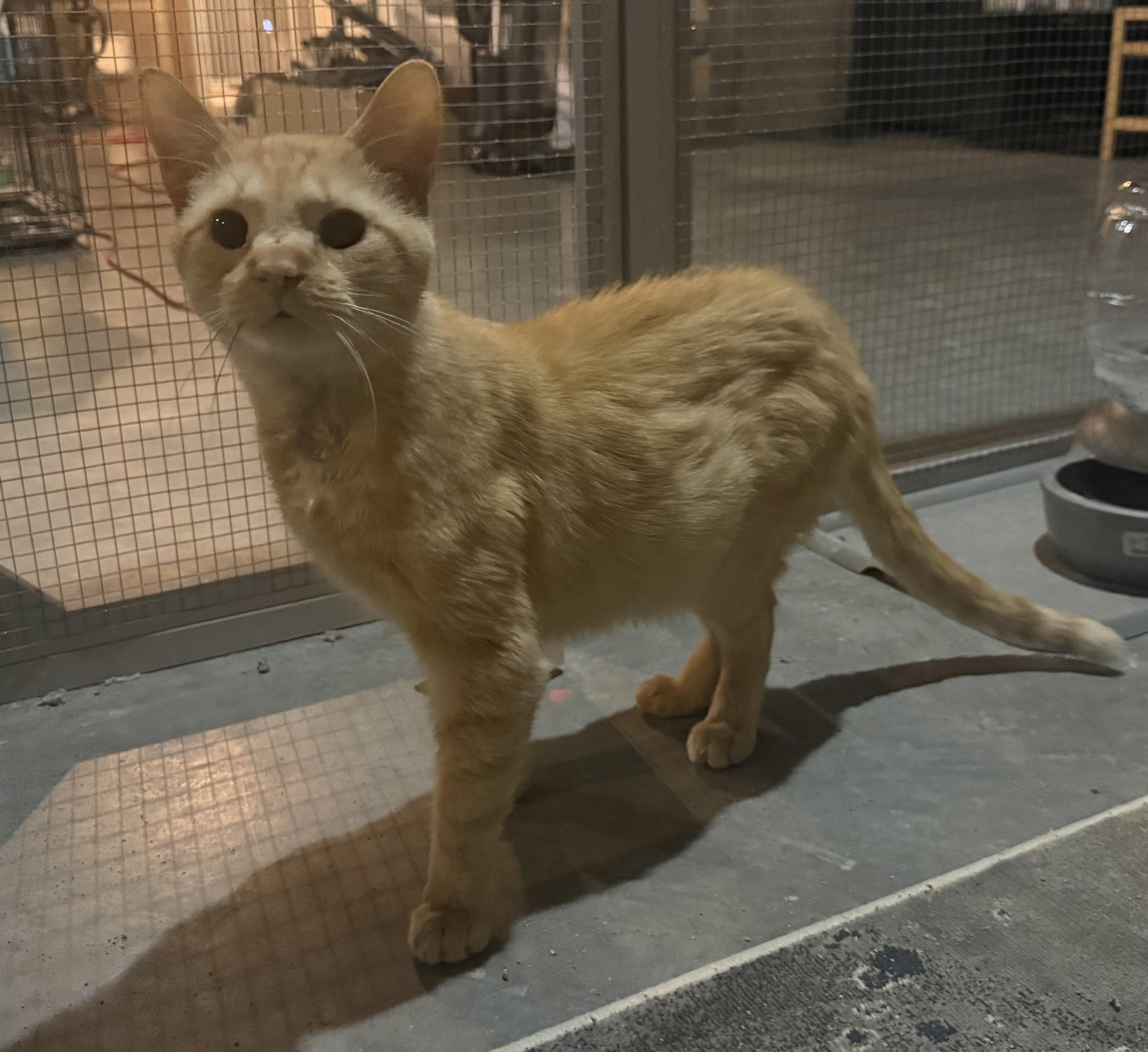 Cheeto, a ADOPTABLE Domestic Short Hair in CANONSBURG, PA image 2/2