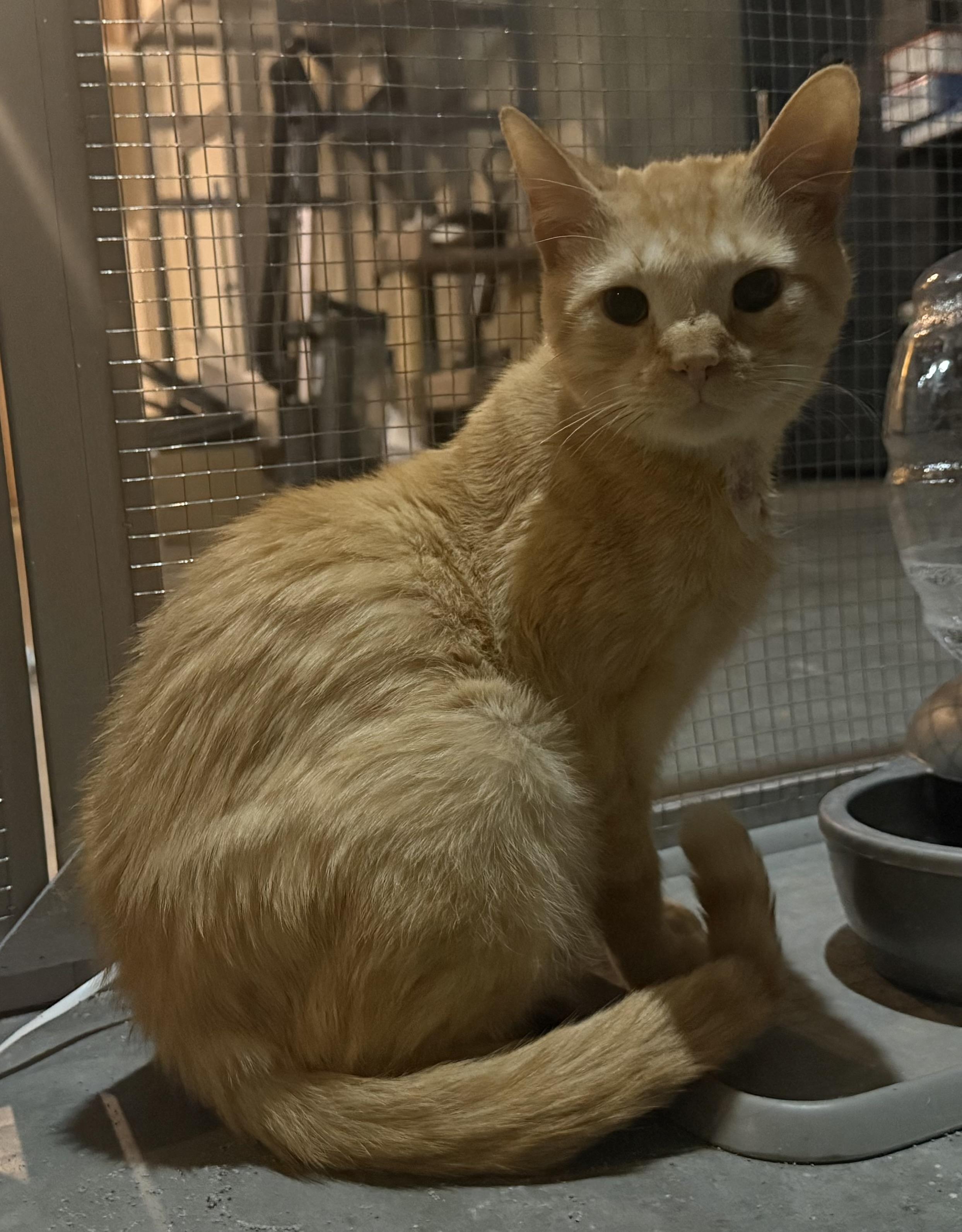 Cheeto, ADOPTABLE, Adult Male Domestic Short Hair.
