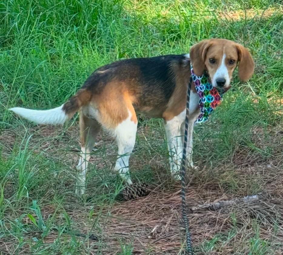 Darla, ADOPTABLE, Adult Female Beagle.