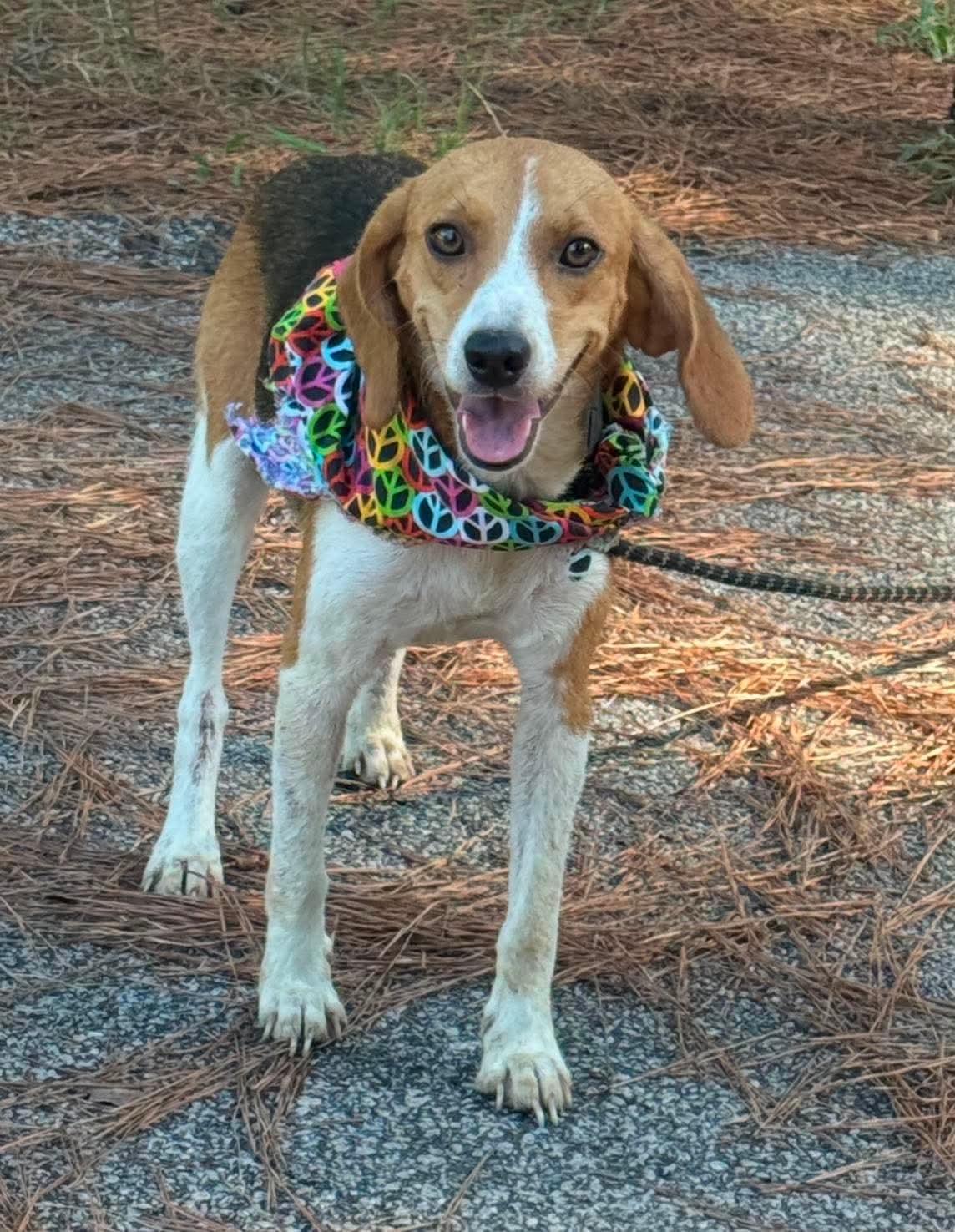 Enlarge Darla, a ADOPTABLE Beagle in Sumter, SC image 2/2