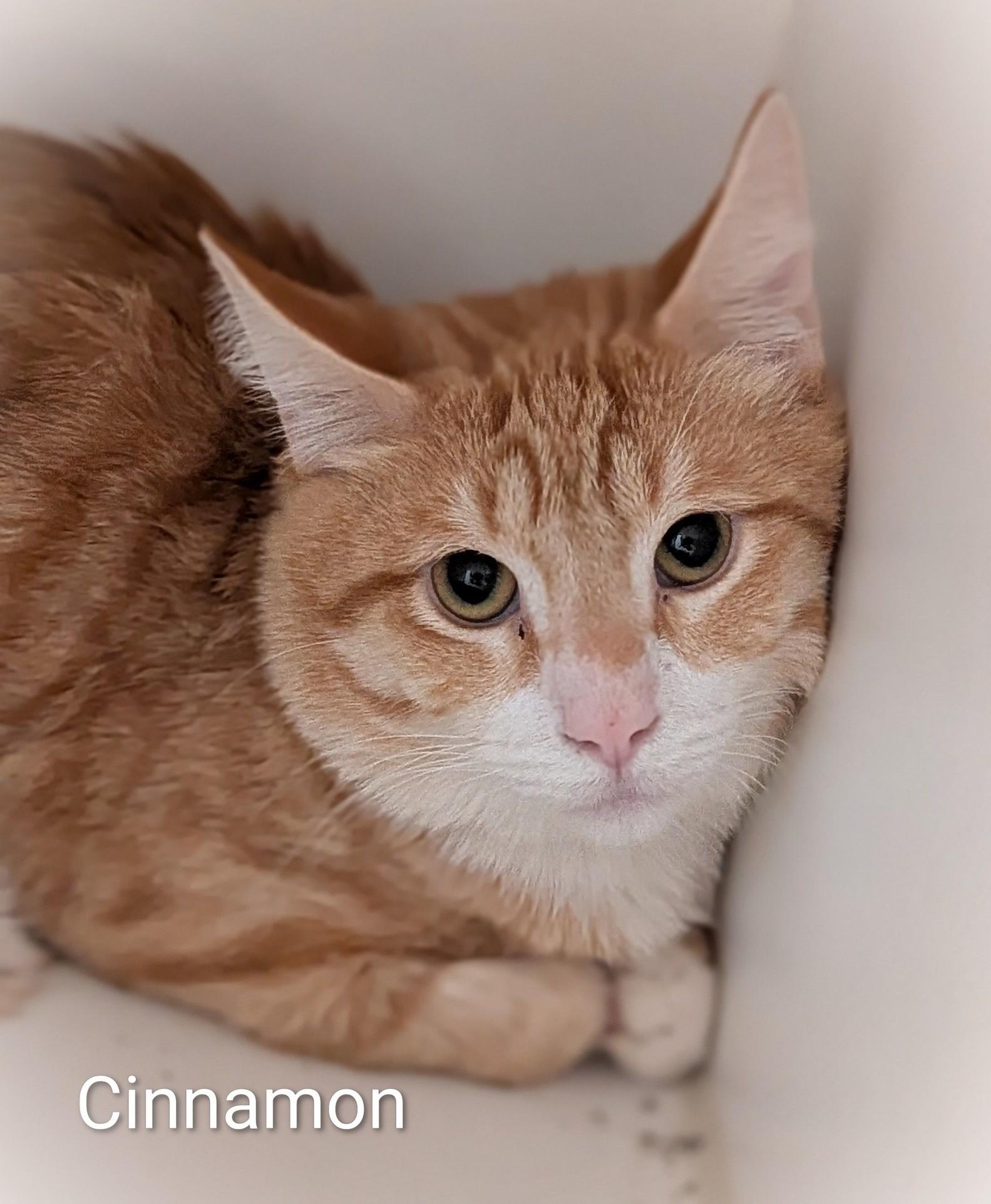 Cinnamon, ADOPTABLE, Adult Male Domestic Short Hair.