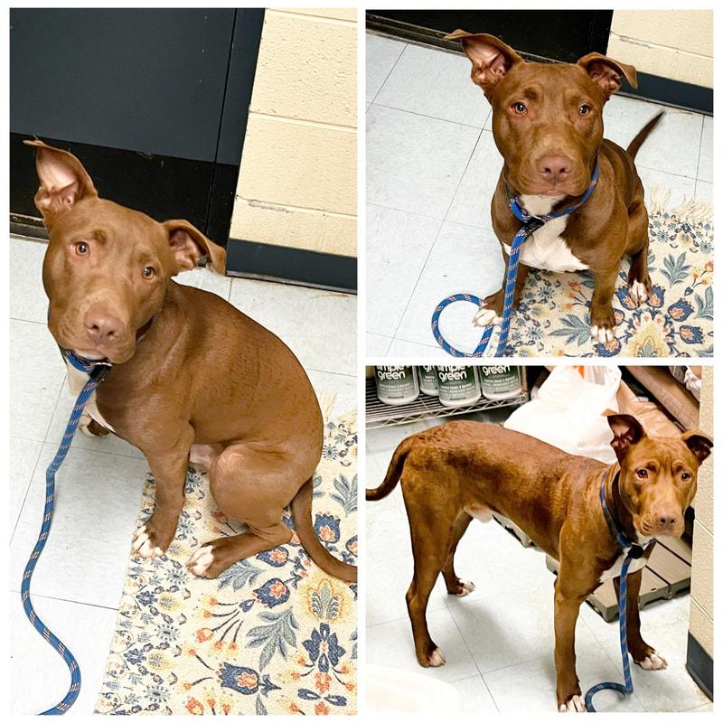 Enlarge Snicker Doodle , a ADOPTABLE mixed breed in Dublin, VA image 1/1