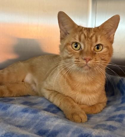 Pumpkin, Adoptable, Young Female Domestic Short Hair & Domestic Short Hair.