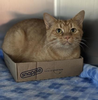 Pumpkin, a Adoptable mixed breed in New Albany, IN image 2/2