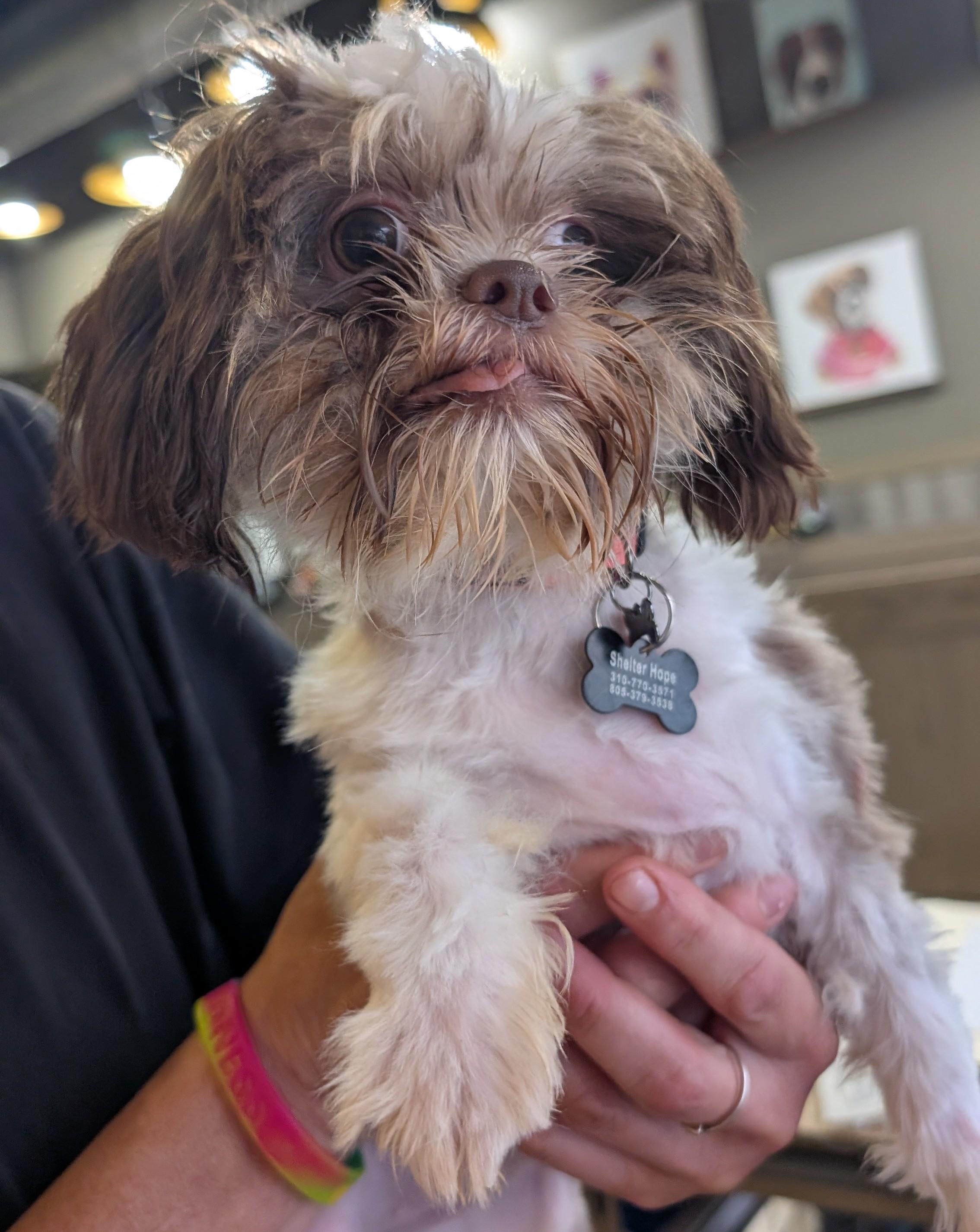 Enlarge Lady Pickles, a ADOPTABLE Shih Tzu in Thousand Oaks, CA image 2/2
