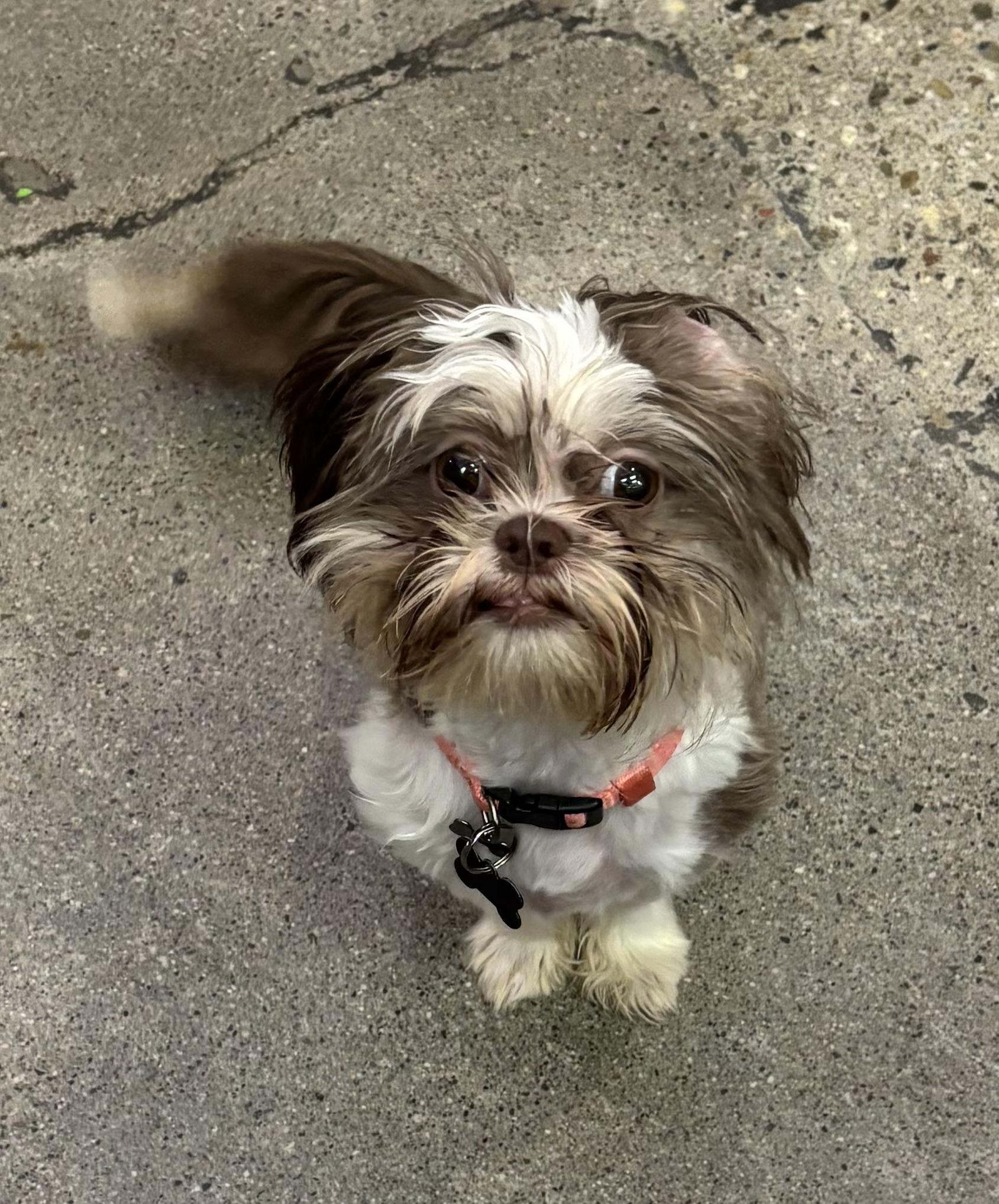 Lady Pickles, ADOPTABLE, Puppy Female Shih Tzu.
