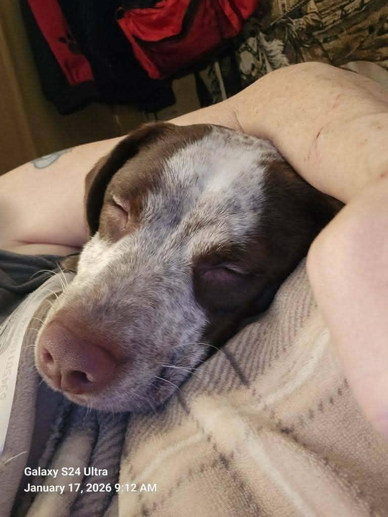 Cash, an adopted mixed breed in Trinity, NC image 4/4