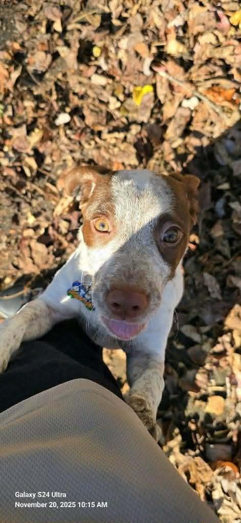 Cash, an adopted mixed breed in Trinity, NC image 2/4