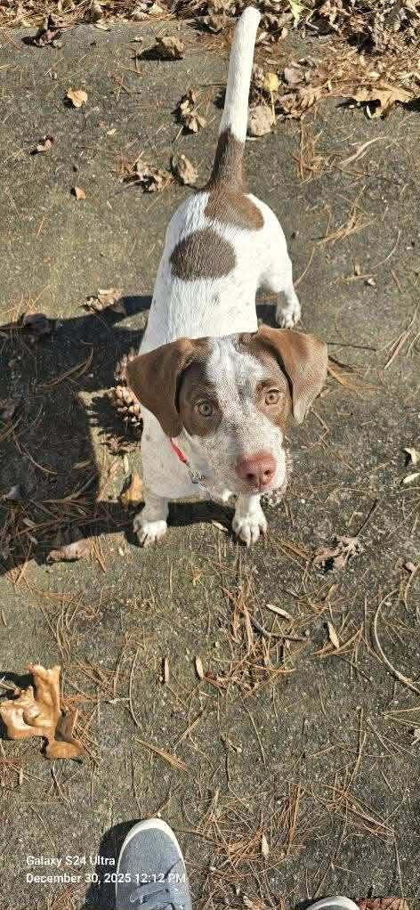 Cash, adopted, Adult Male English Springer Spaniel & Beagle.