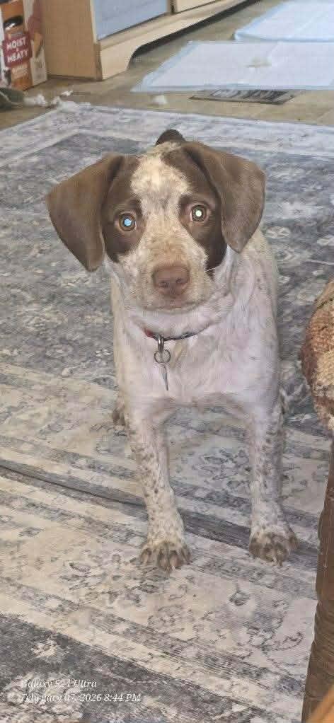 Cash, an adopted mixed breed in Trinity, NC image 3/4