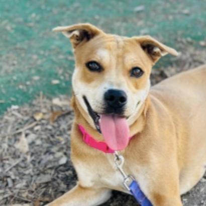 Julie, ADOPTABLE, Young Female Feist & Terrier.