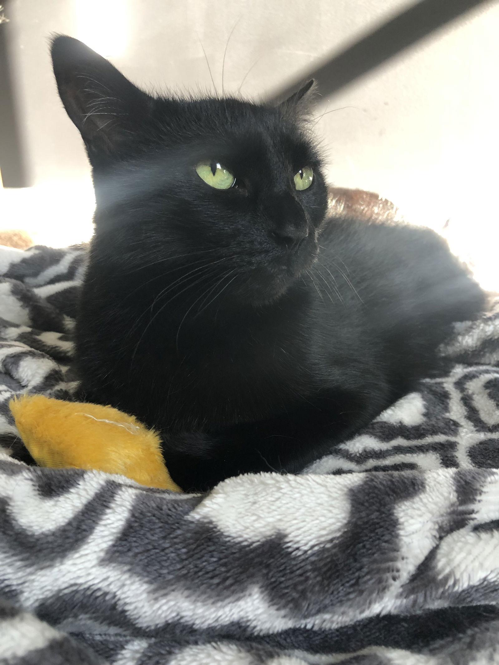 Nora, Adopted, Senior Female Domestic Short Hair.