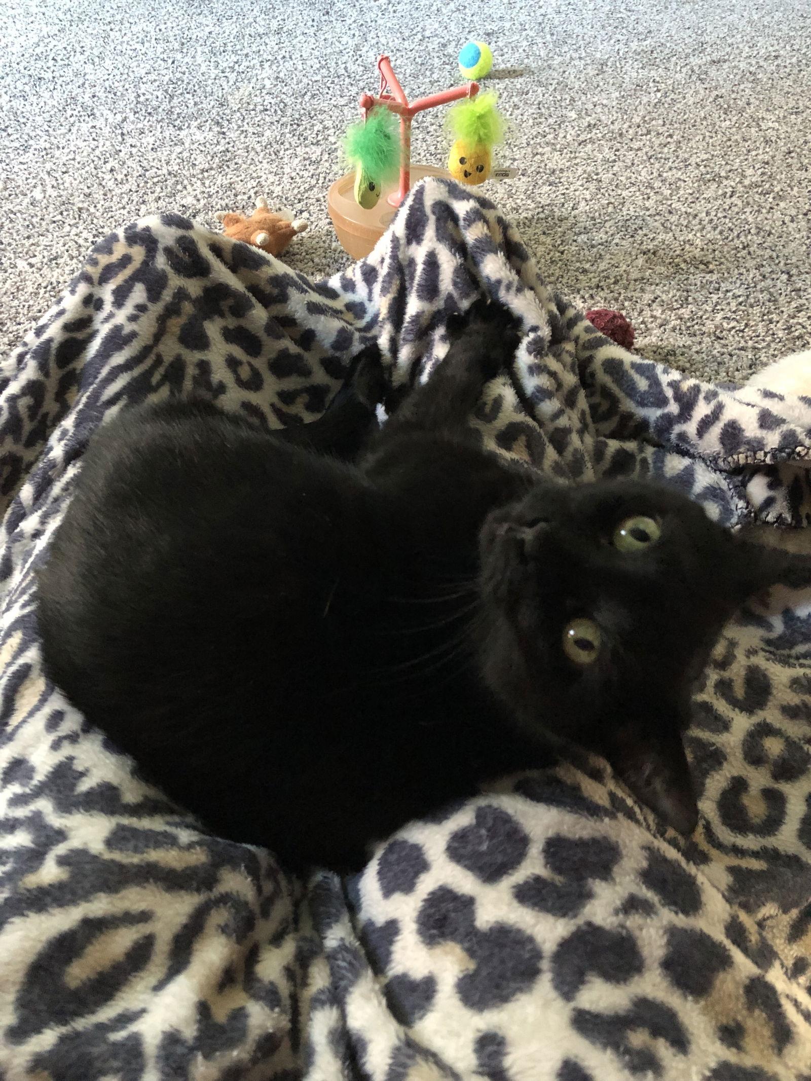 Enlarge Nora, a Adopted Domestic Short Hair in East Derry, NH image 2/3