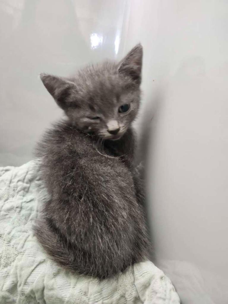 Tiddly, Adoptable, Kitten Male Domestic Short Hair.