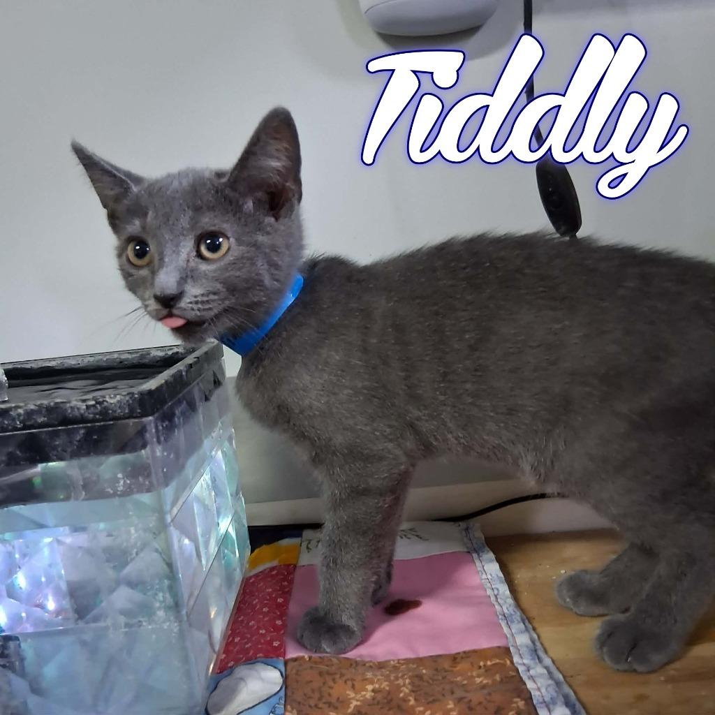 Tiddly, a Adoptable Domestic Short Hair in Hillsboro, OH image 2/2