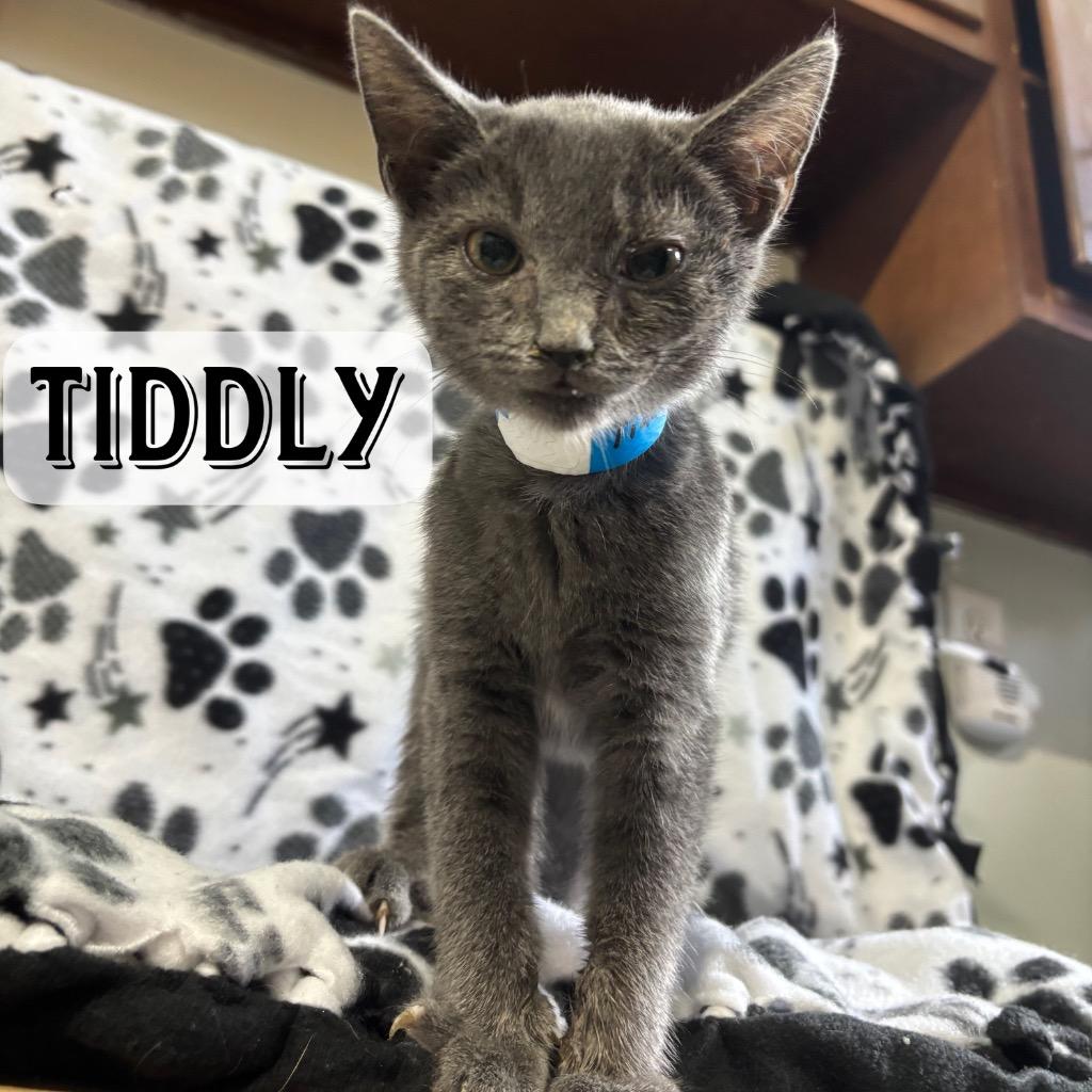 Tiddly, a Adoptable Domestic Short Hair in Hillsboro, OH image 3/3