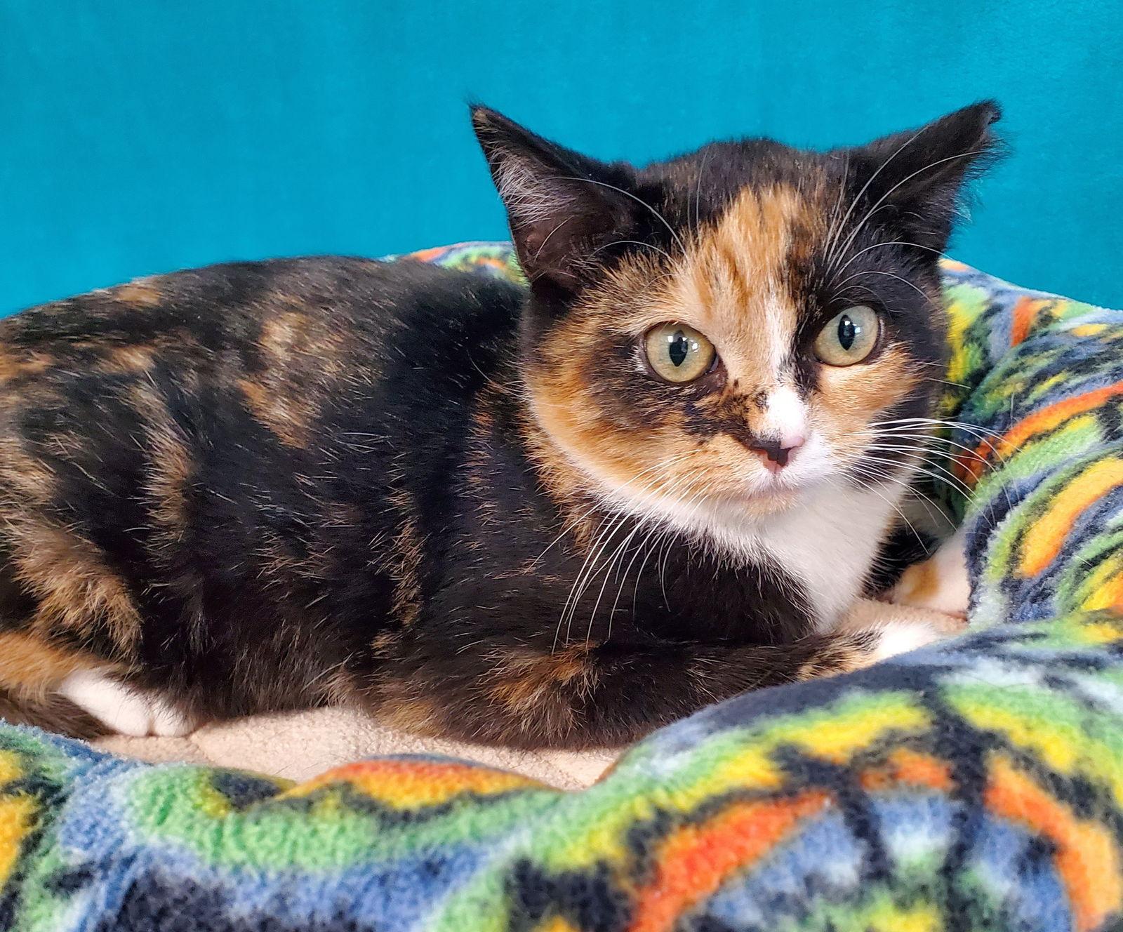 Myrrh, Adopted, Kitten Female Domestic Short Hair.