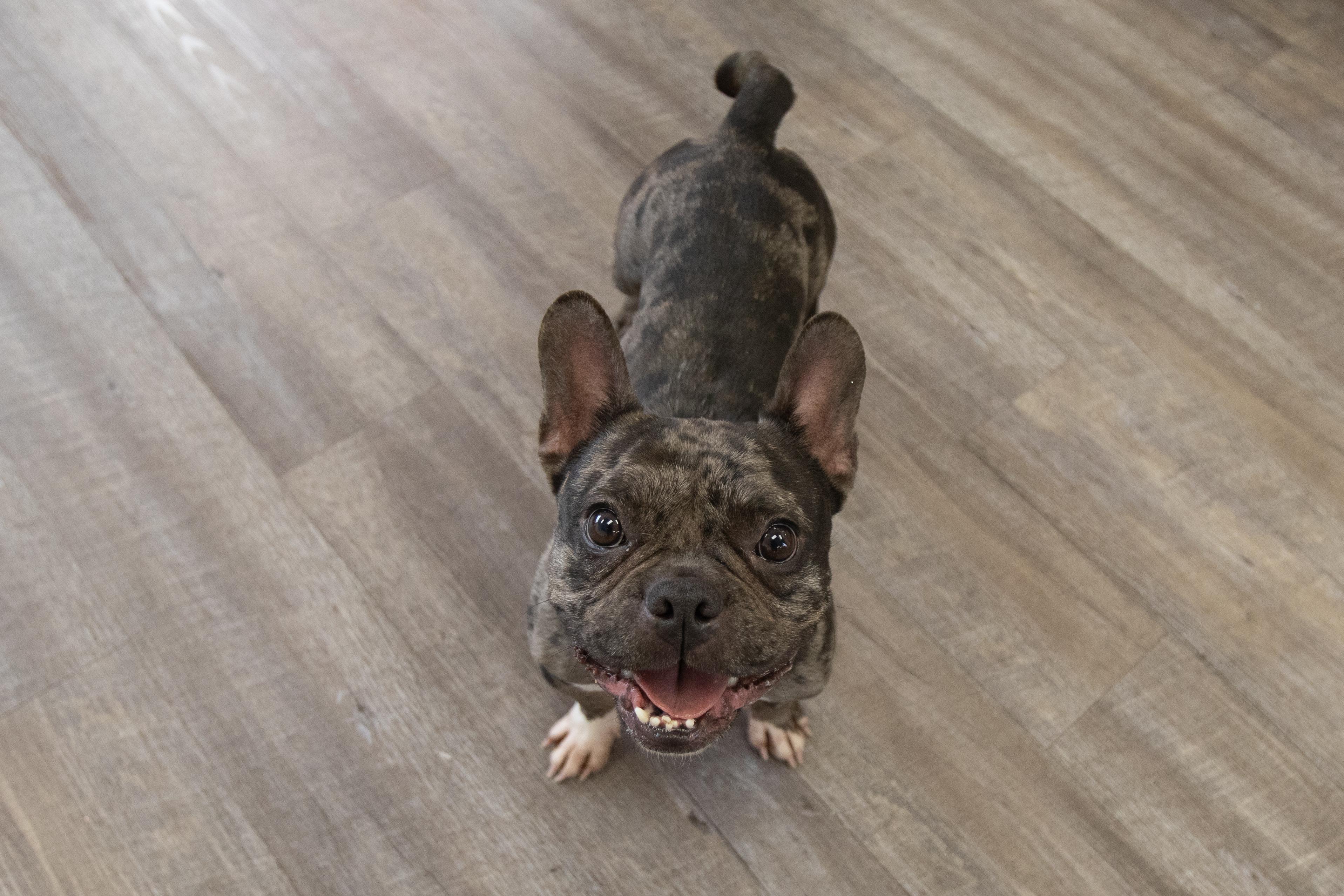 Enlarge Boba, a Adoptable French Bulldog in Mesa, AZ image 1/6