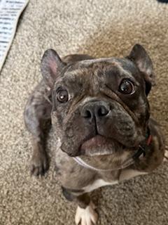 Enlarge Boba, a Adoptable French Bulldog in Mesa, AZ image 2/6