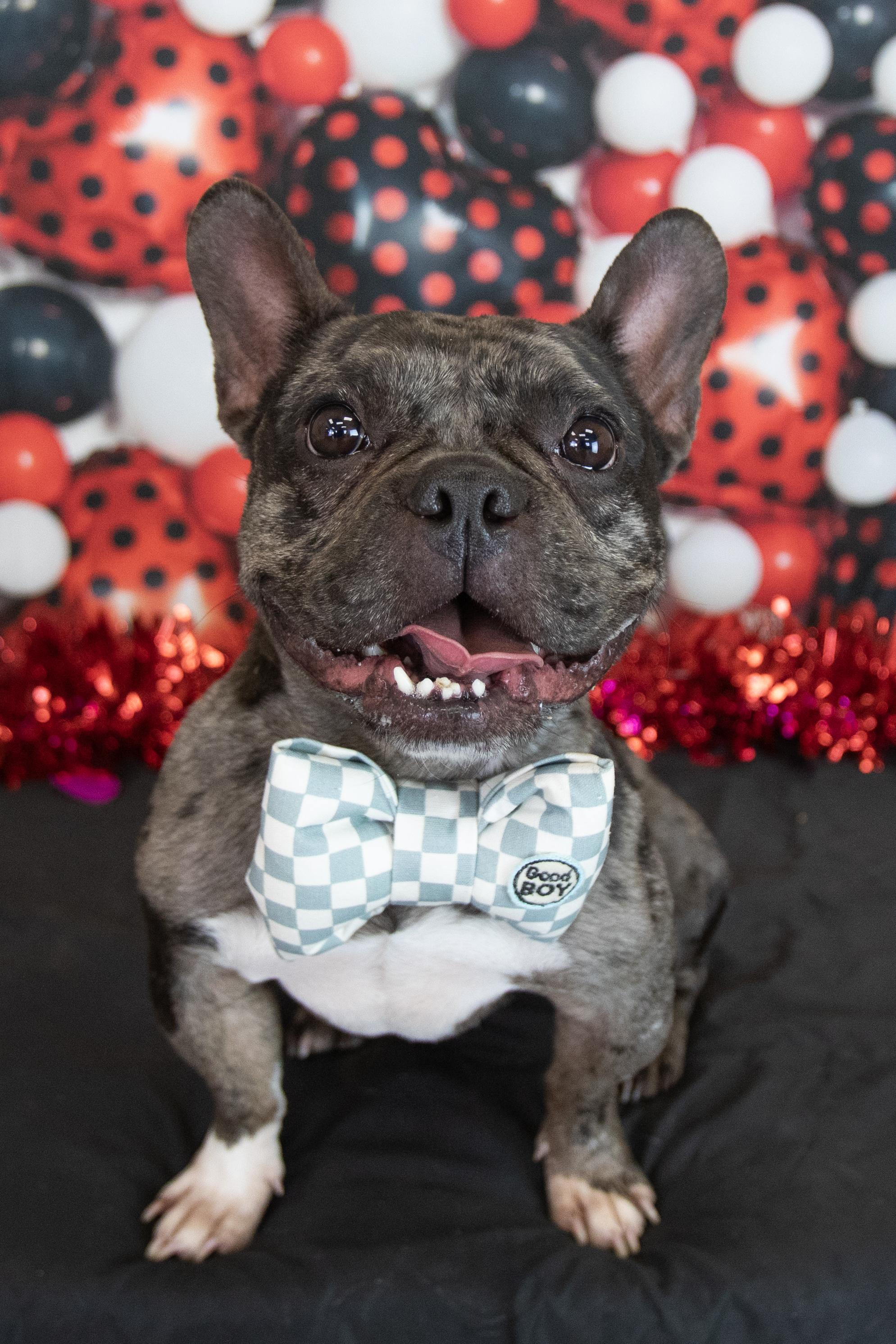 Enlarge Boba, a Adoptable French Bulldog in Mesa, AZ image 3/6