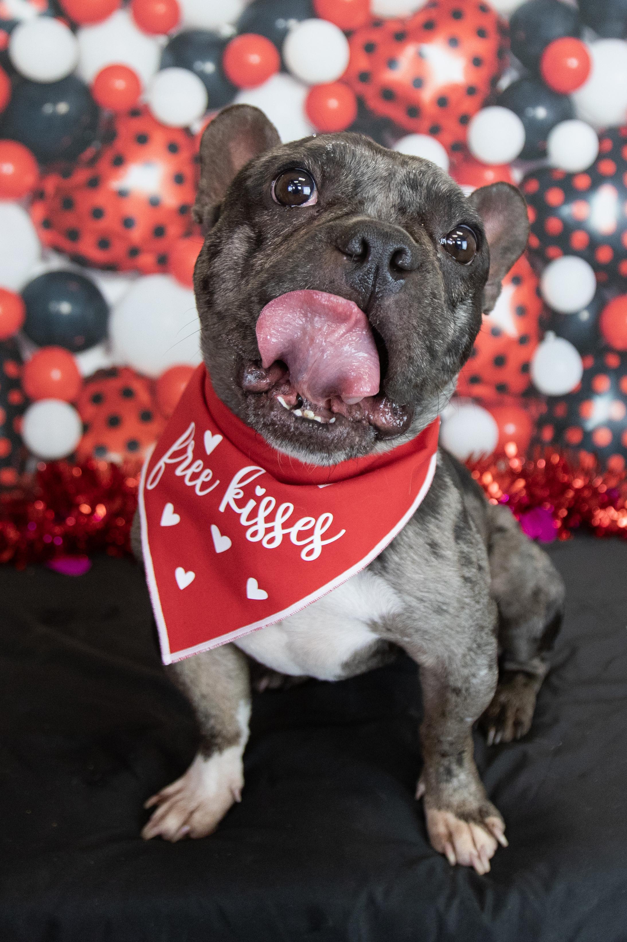 Enlarge Boba, a Adoptable French Bulldog in Mesa, AZ image 4/6