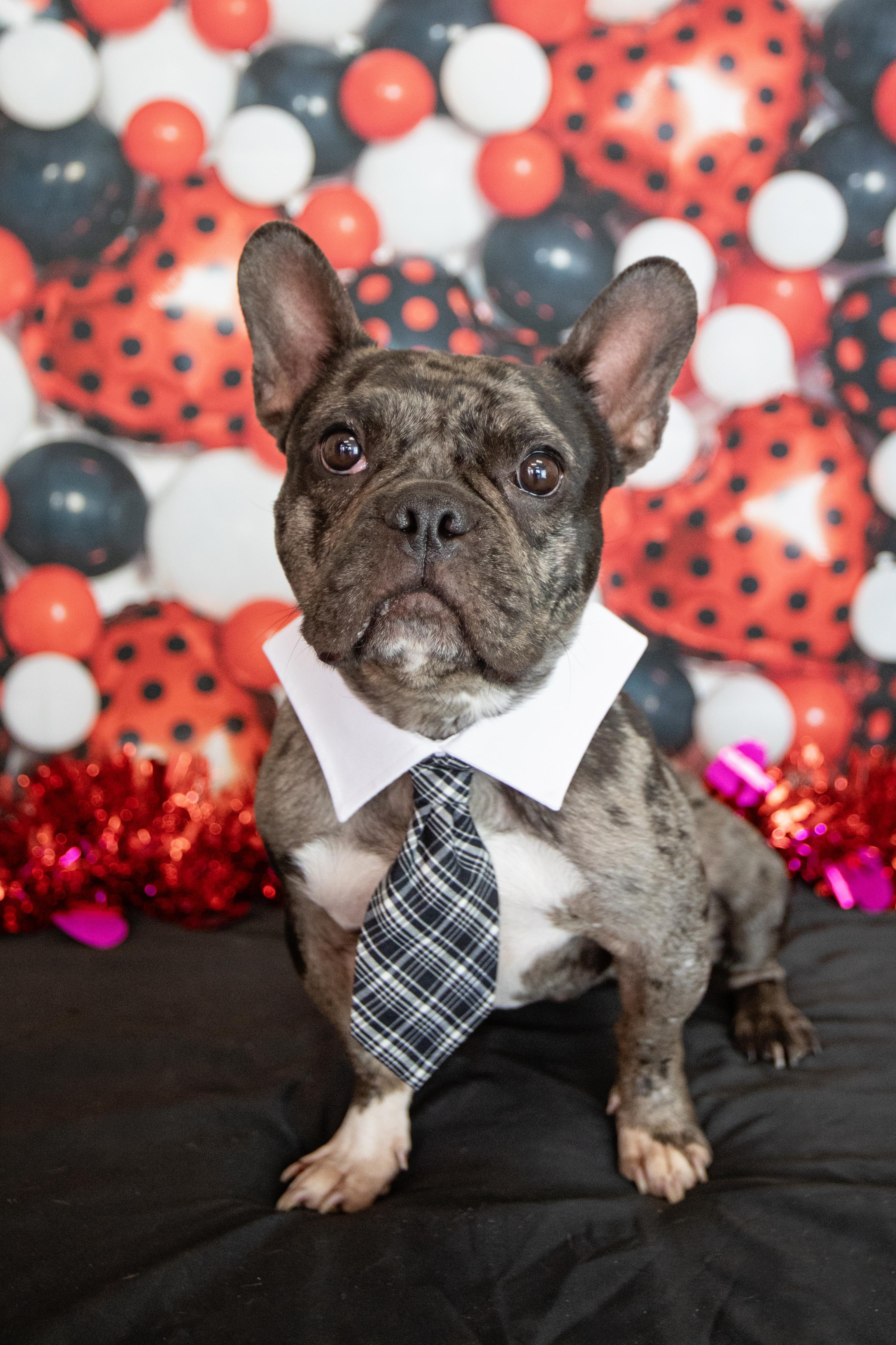 Enlarge Boba, a Adoptable French Bulldog in Mesa, AZ image 5/6