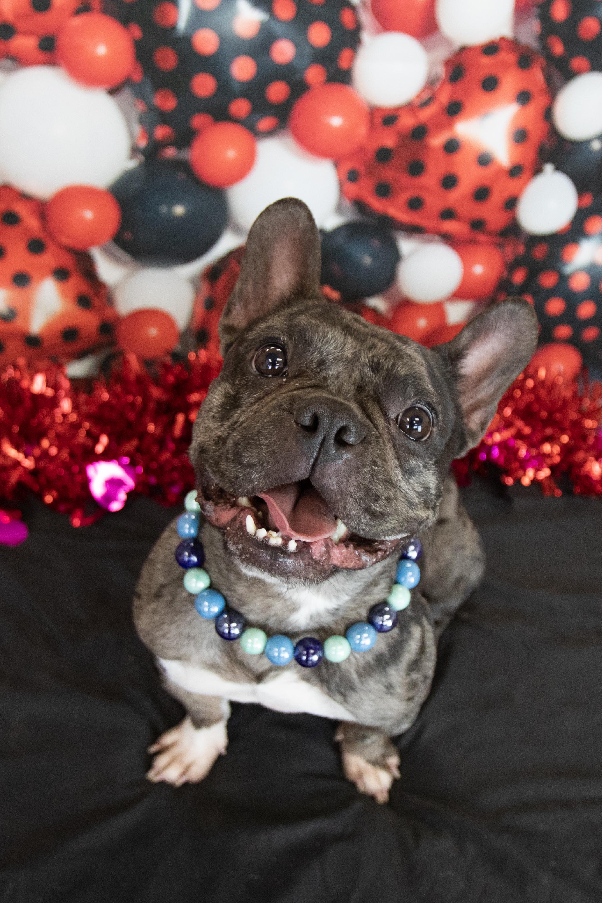 Enlarge Boba, a Adoptable French Bulldog in Mesa, AZ image 6/6