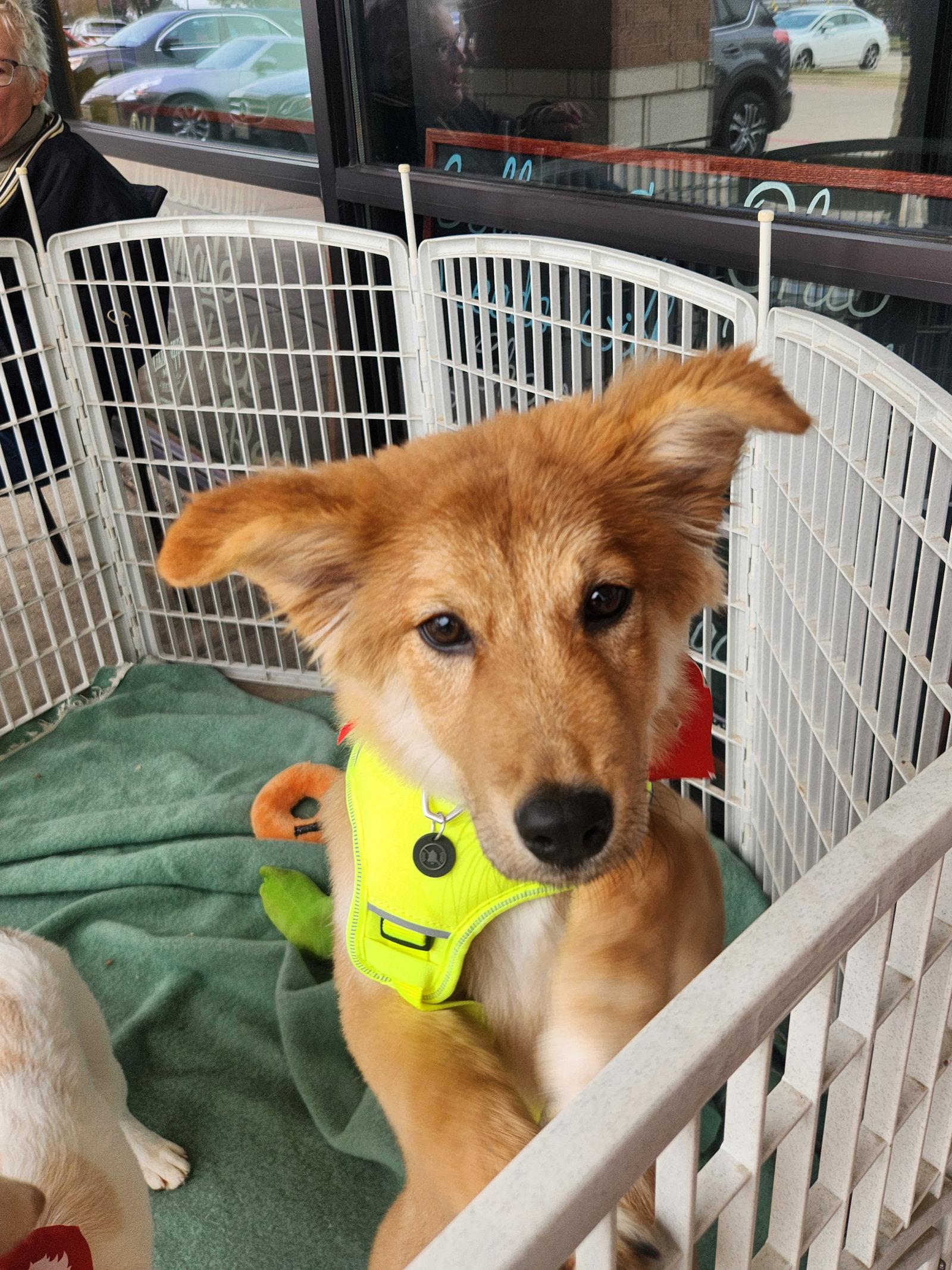Bailey, Adoptable, Young Female Mixed Breed.